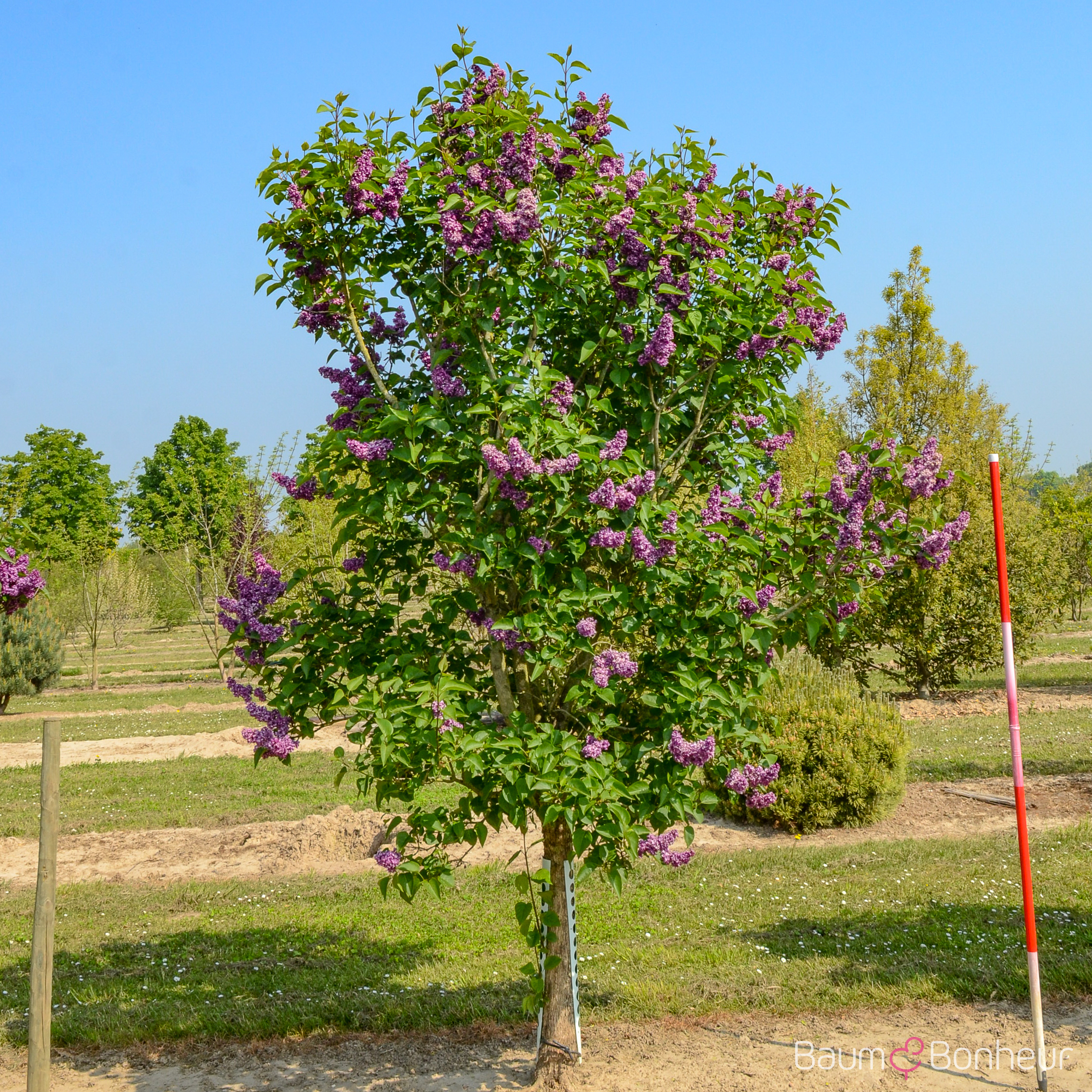 Syringa vulgaris 'Charles Joly'