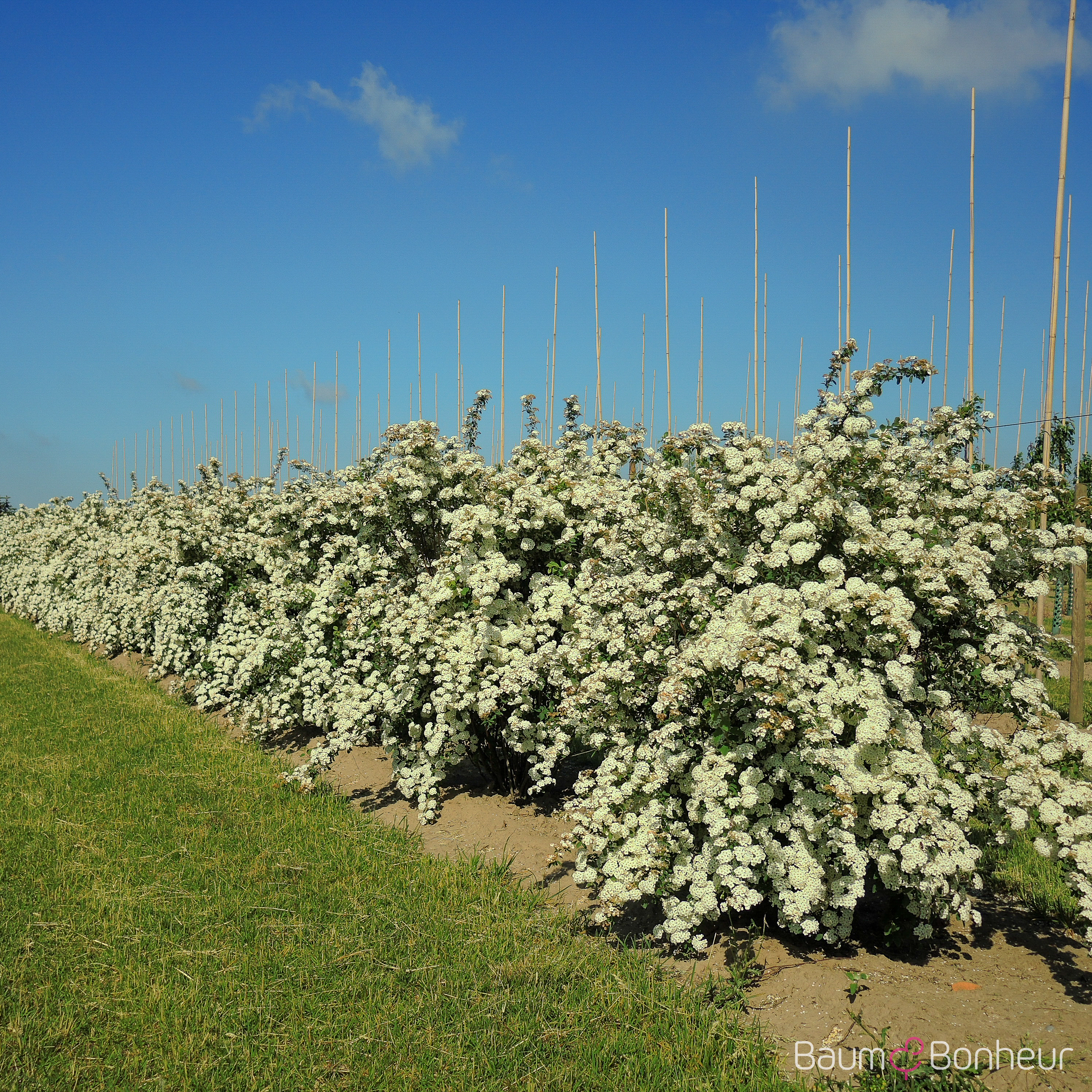 Spiraea x vanhouttei