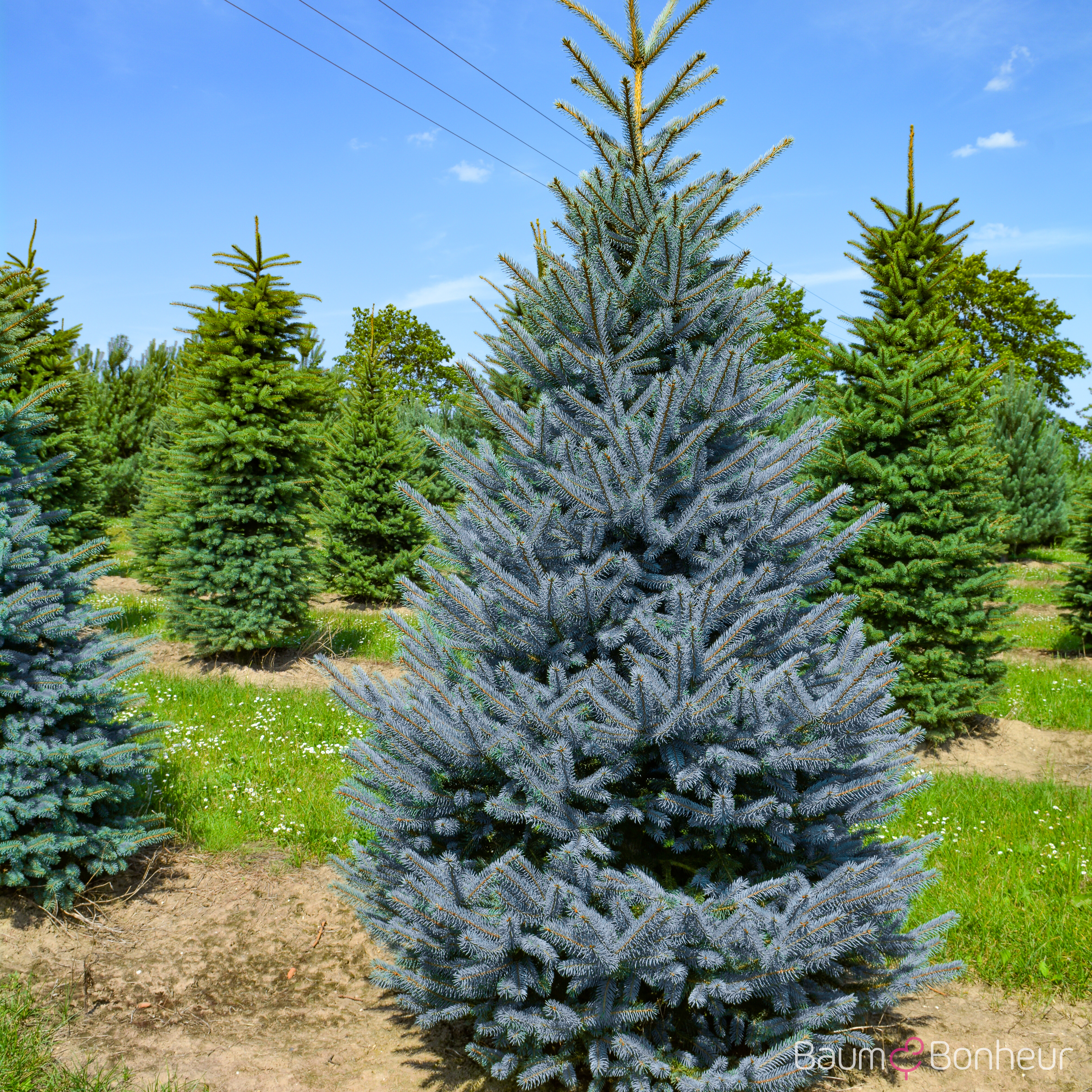 Picea pungens 'Koster'