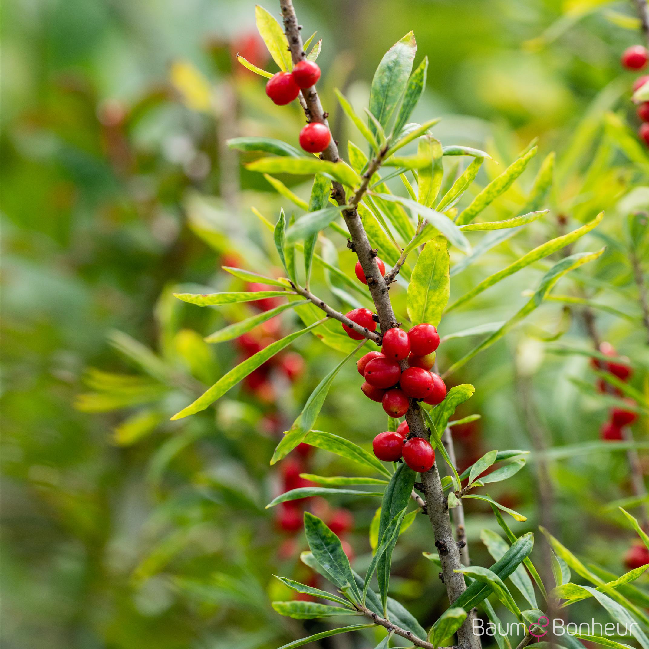 Daphne mezereum 'Rubra Select'