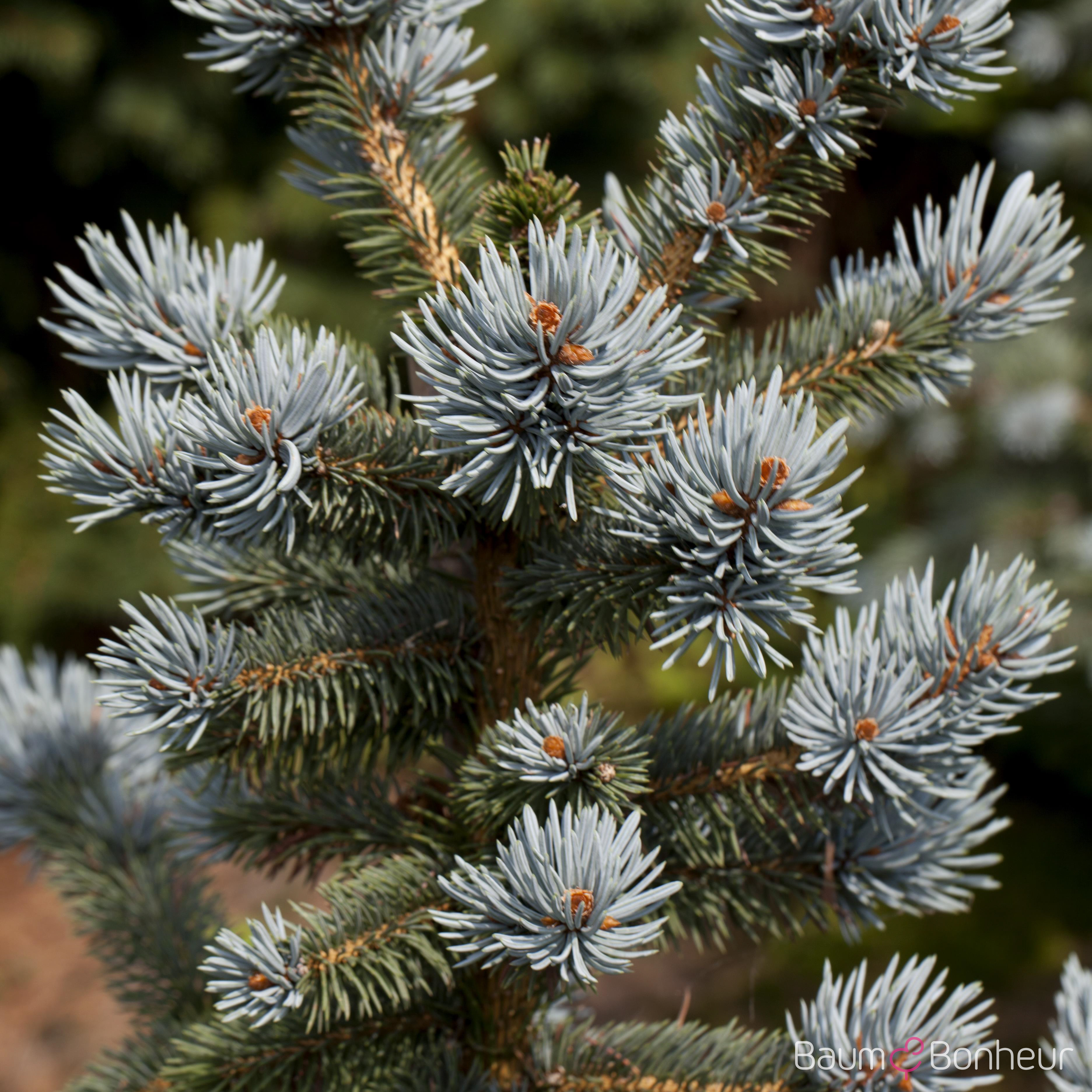Picea pungens 'Oldenburg' -R-