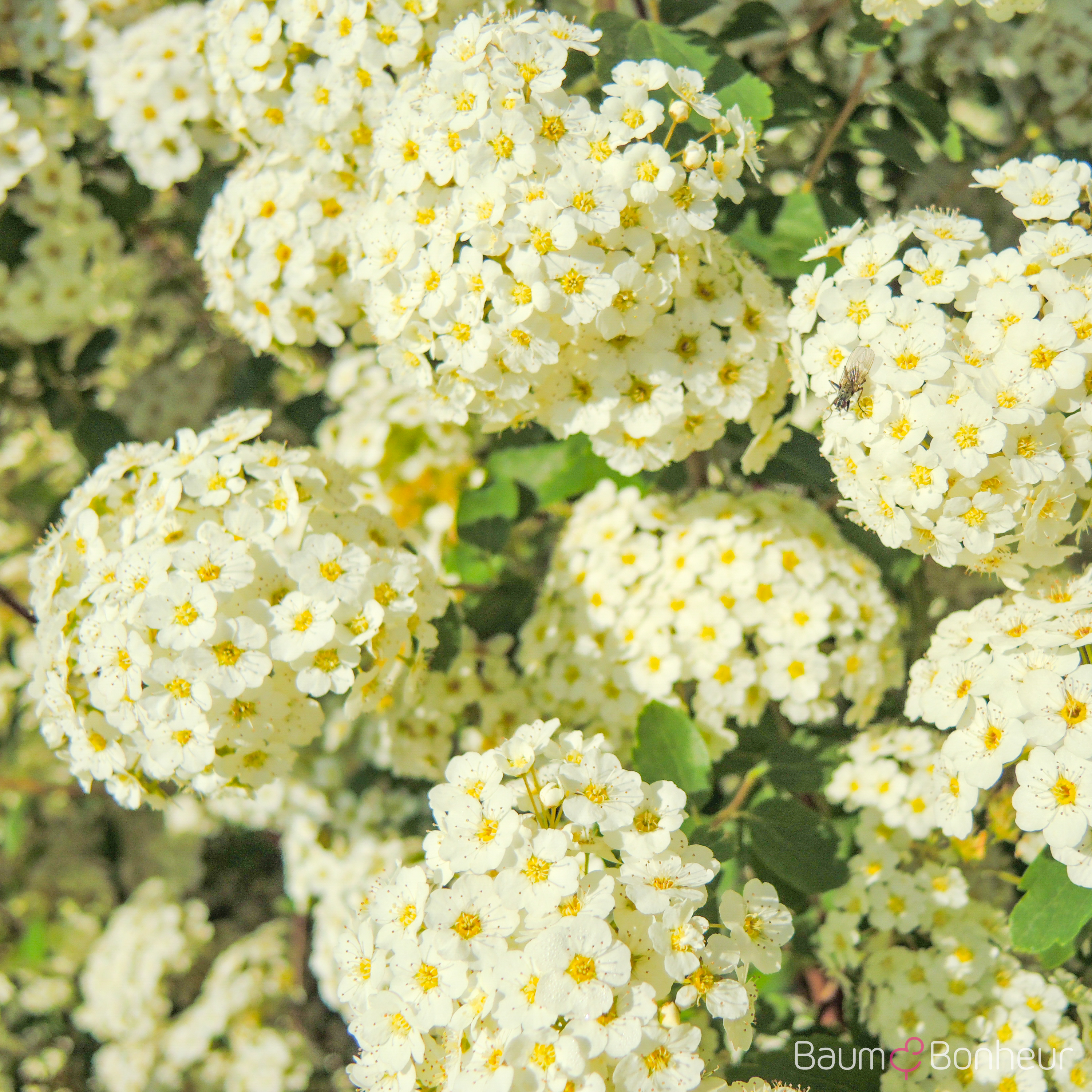 Spiraea x vanhouttei