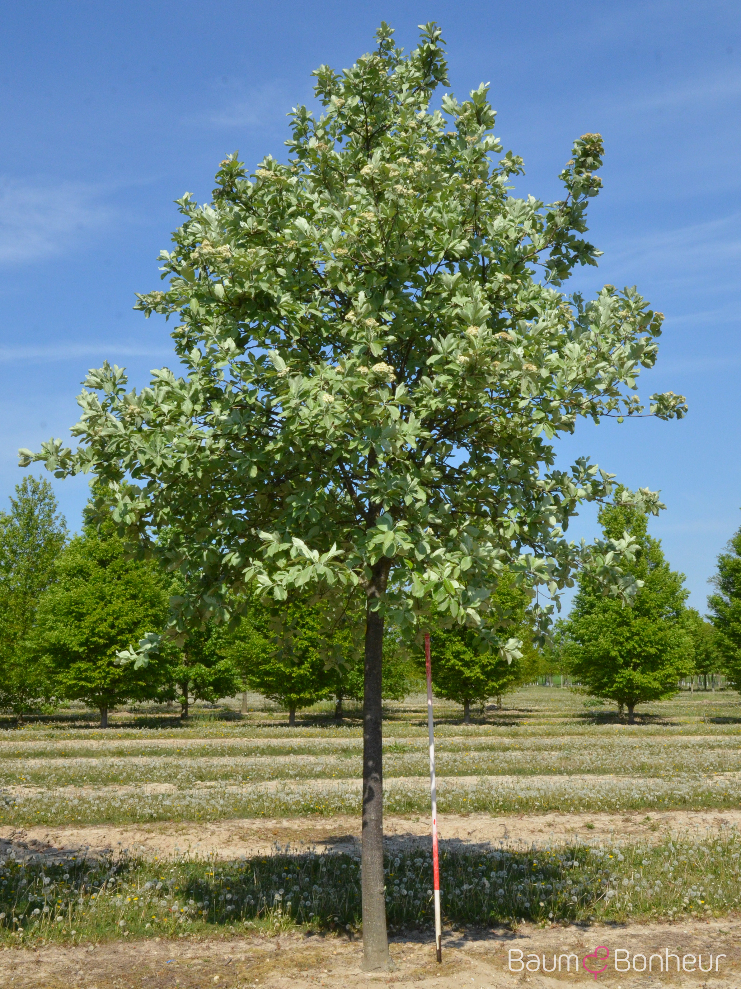 Sorbus aria 'Lutescens'