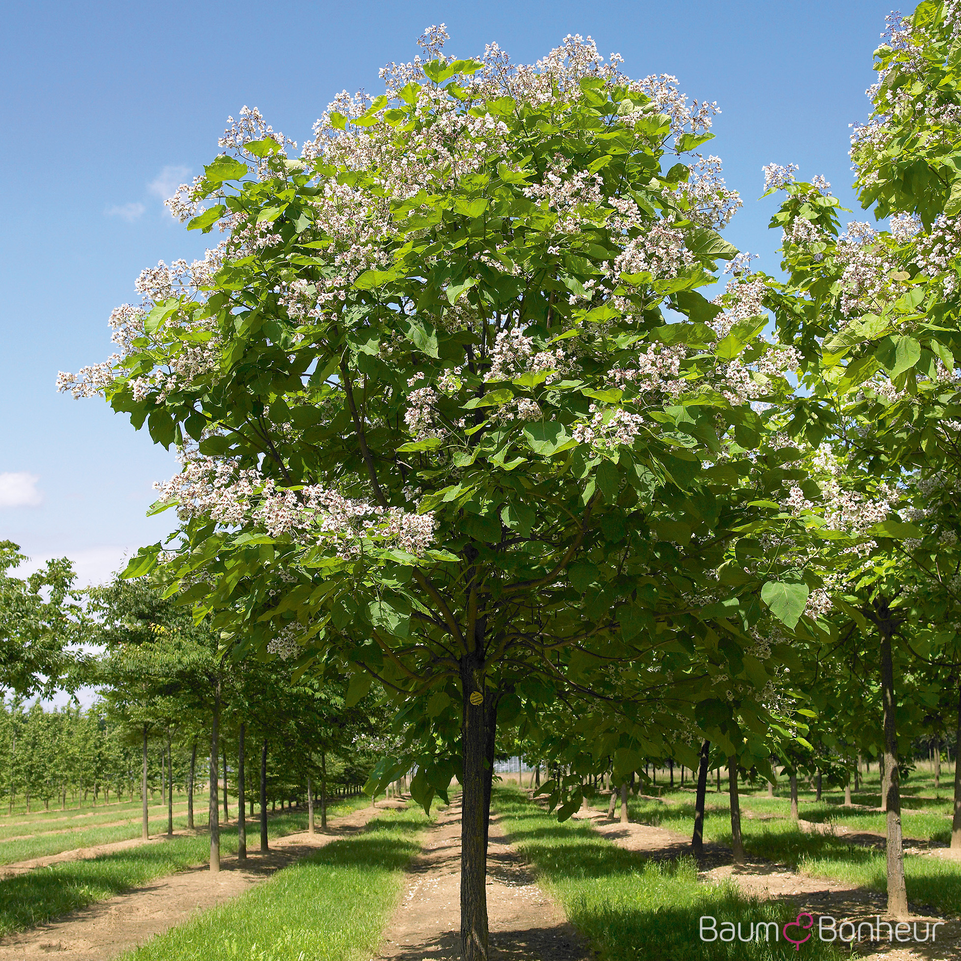 Catalpa bignonioides