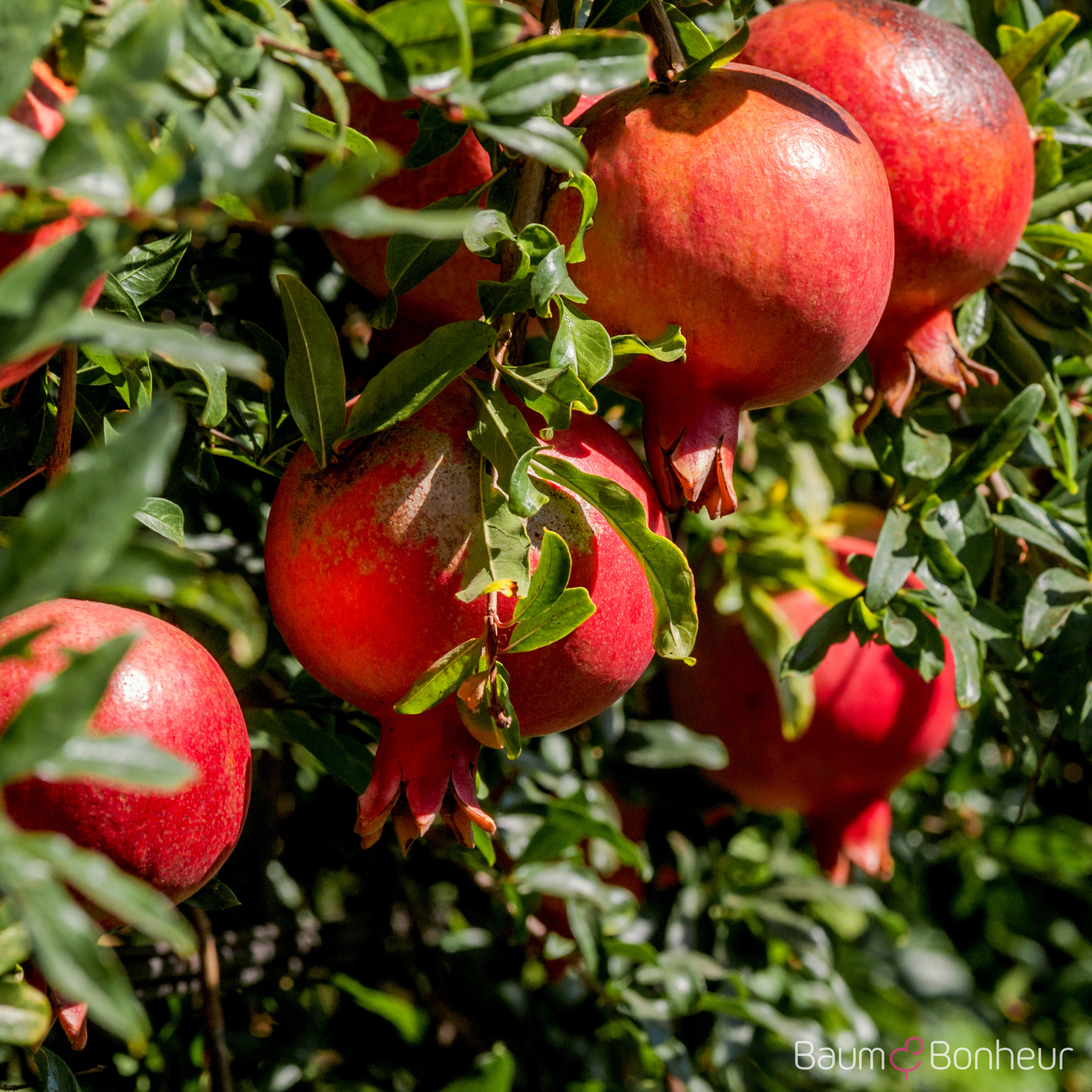 Punica granatum