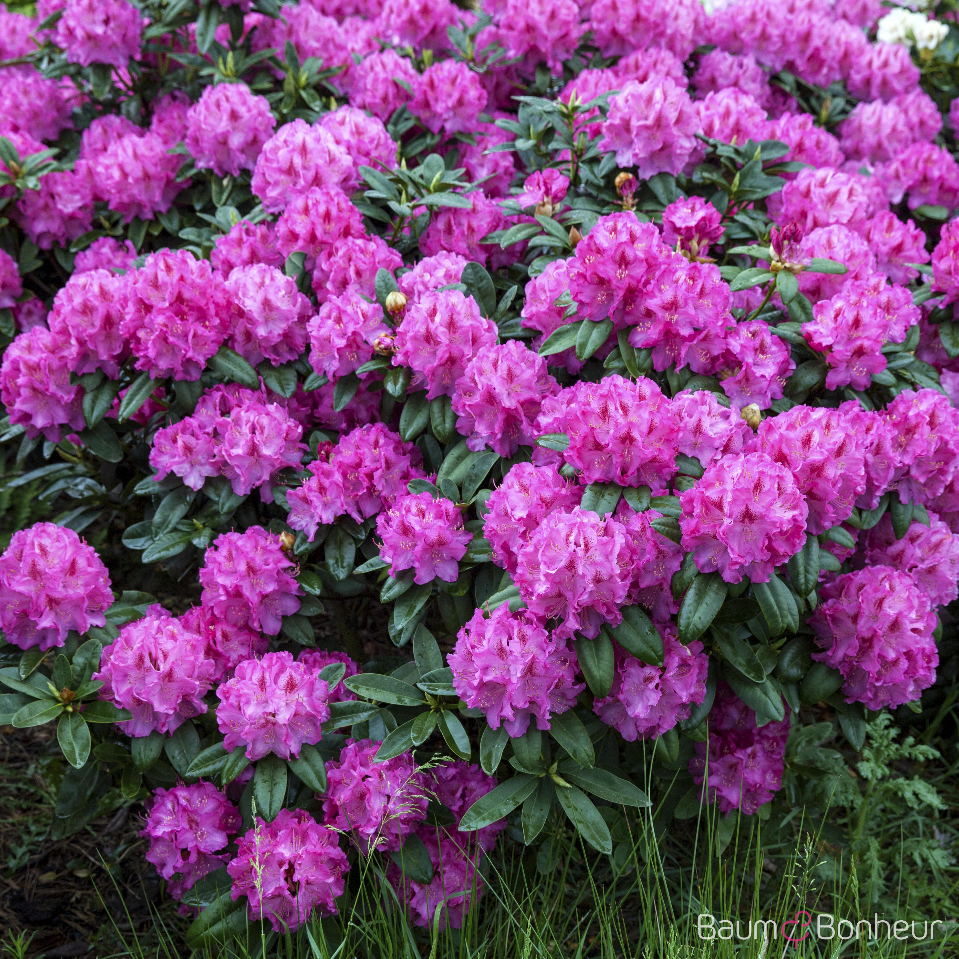 Rhododendron yakushimanum 'Bad Zwischenahn'