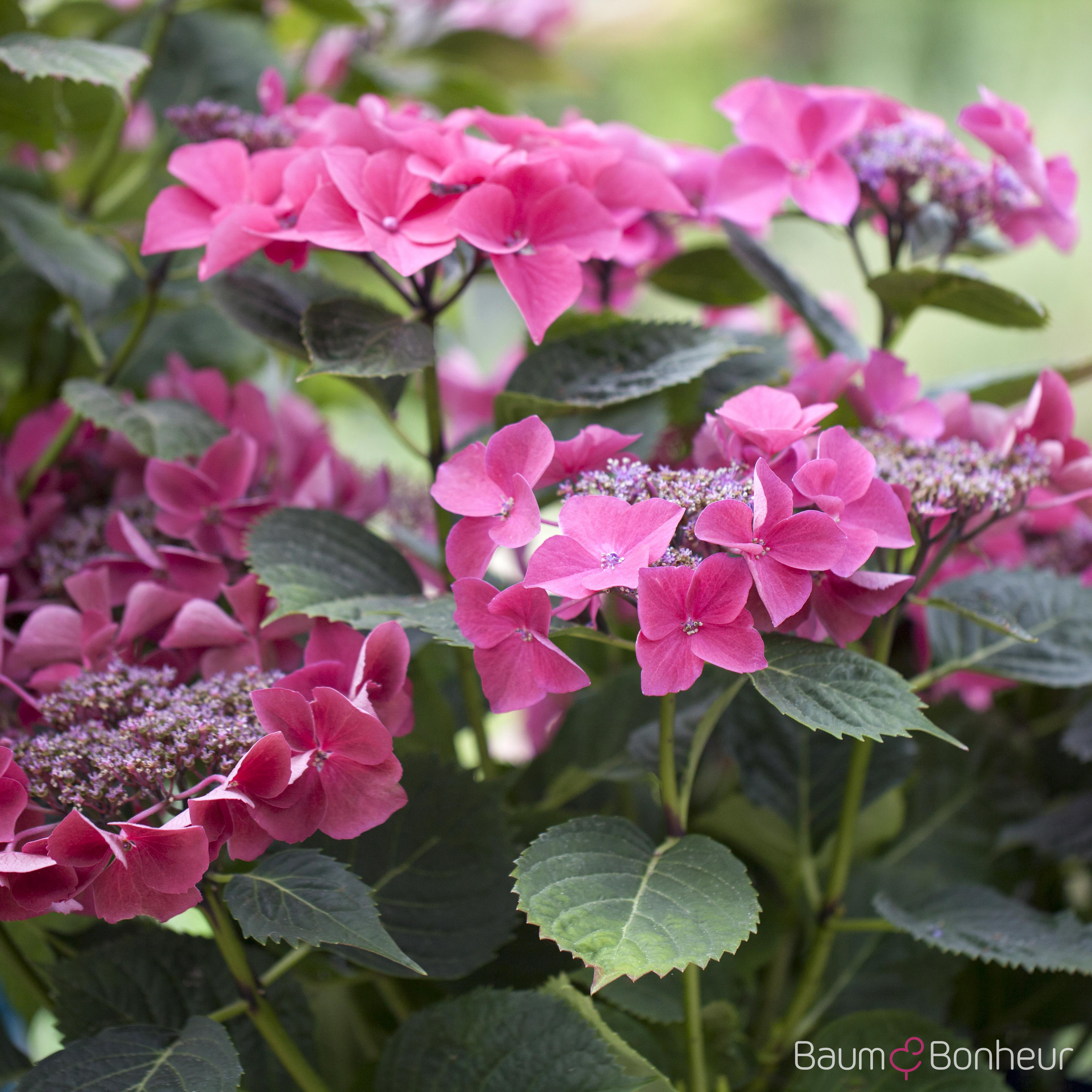 Hydrangea macrophylla 'Kardinal'
