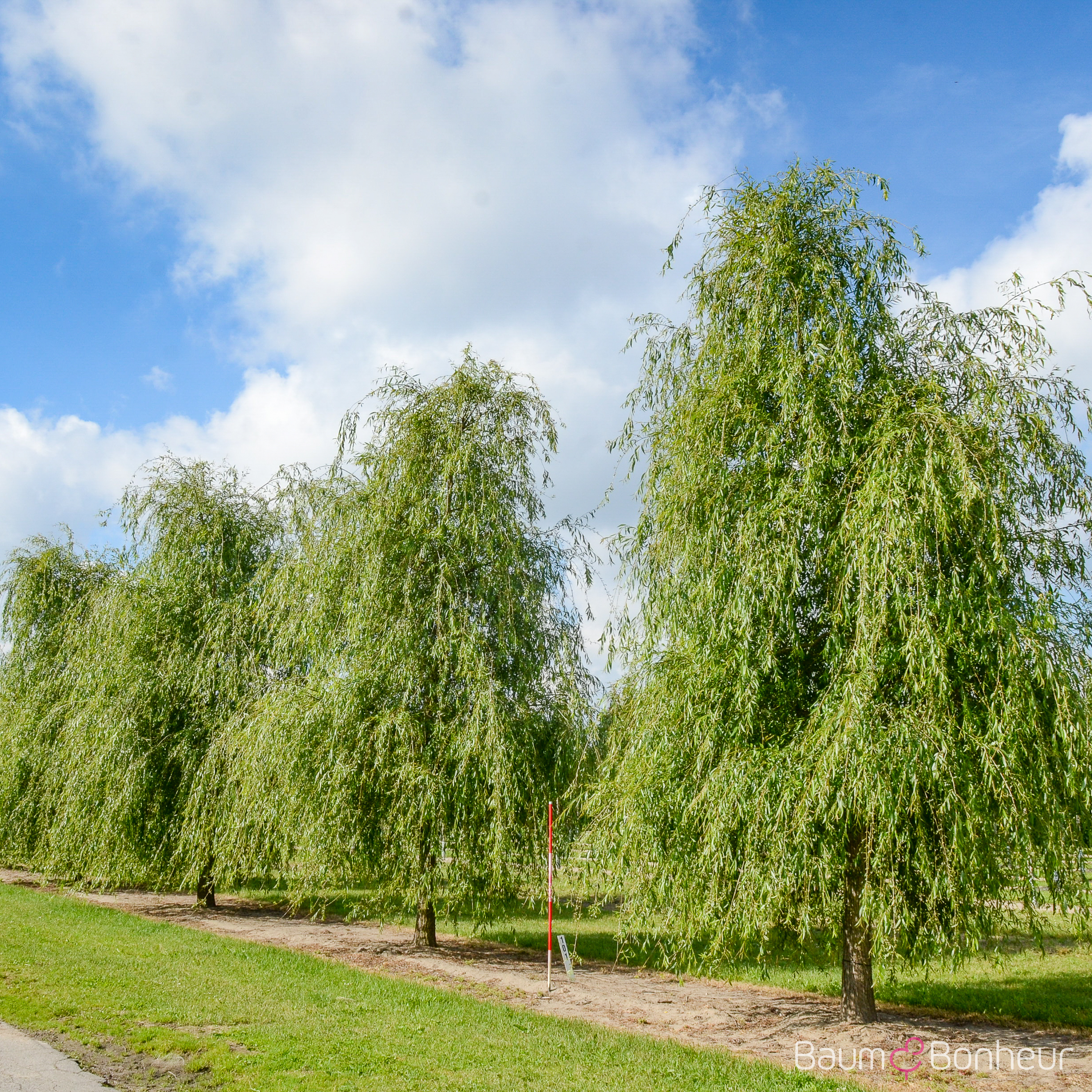 Salix babylonica