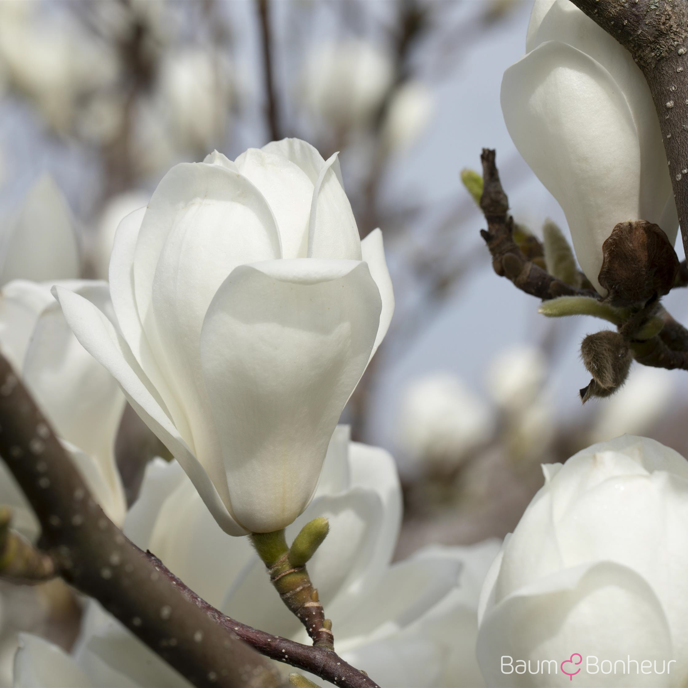 Magnolia denudata
