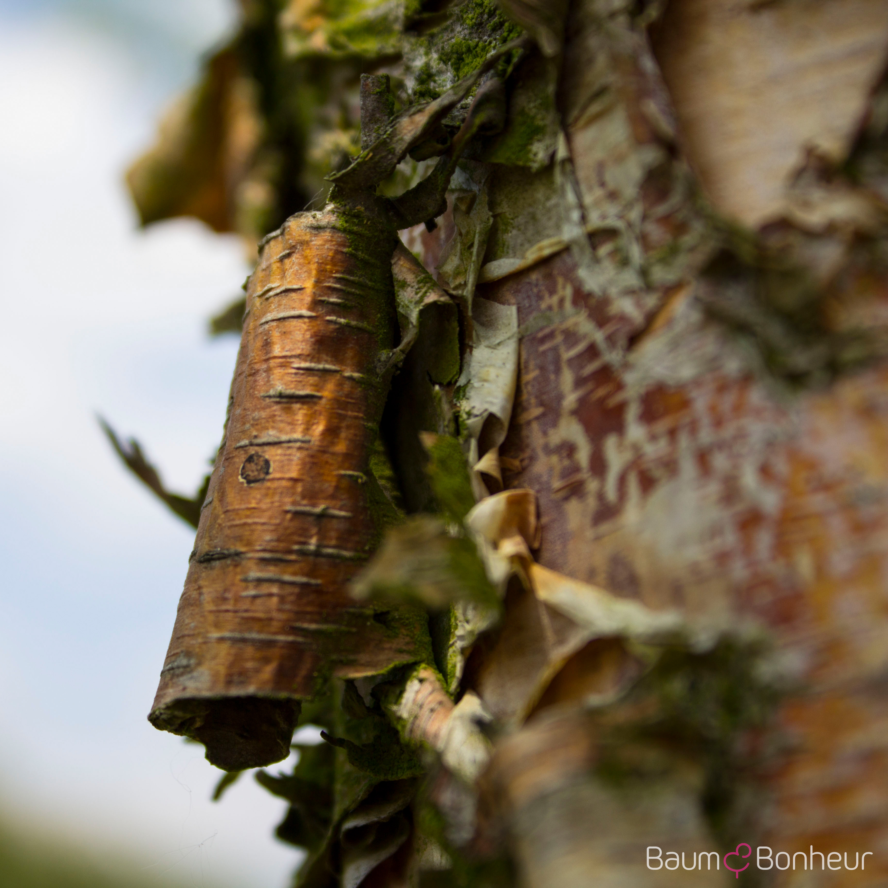 Betula nigra