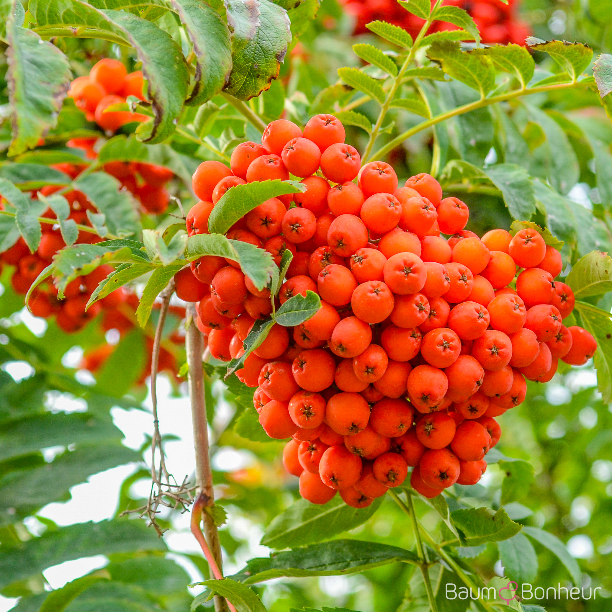 Sorbus aucuparia