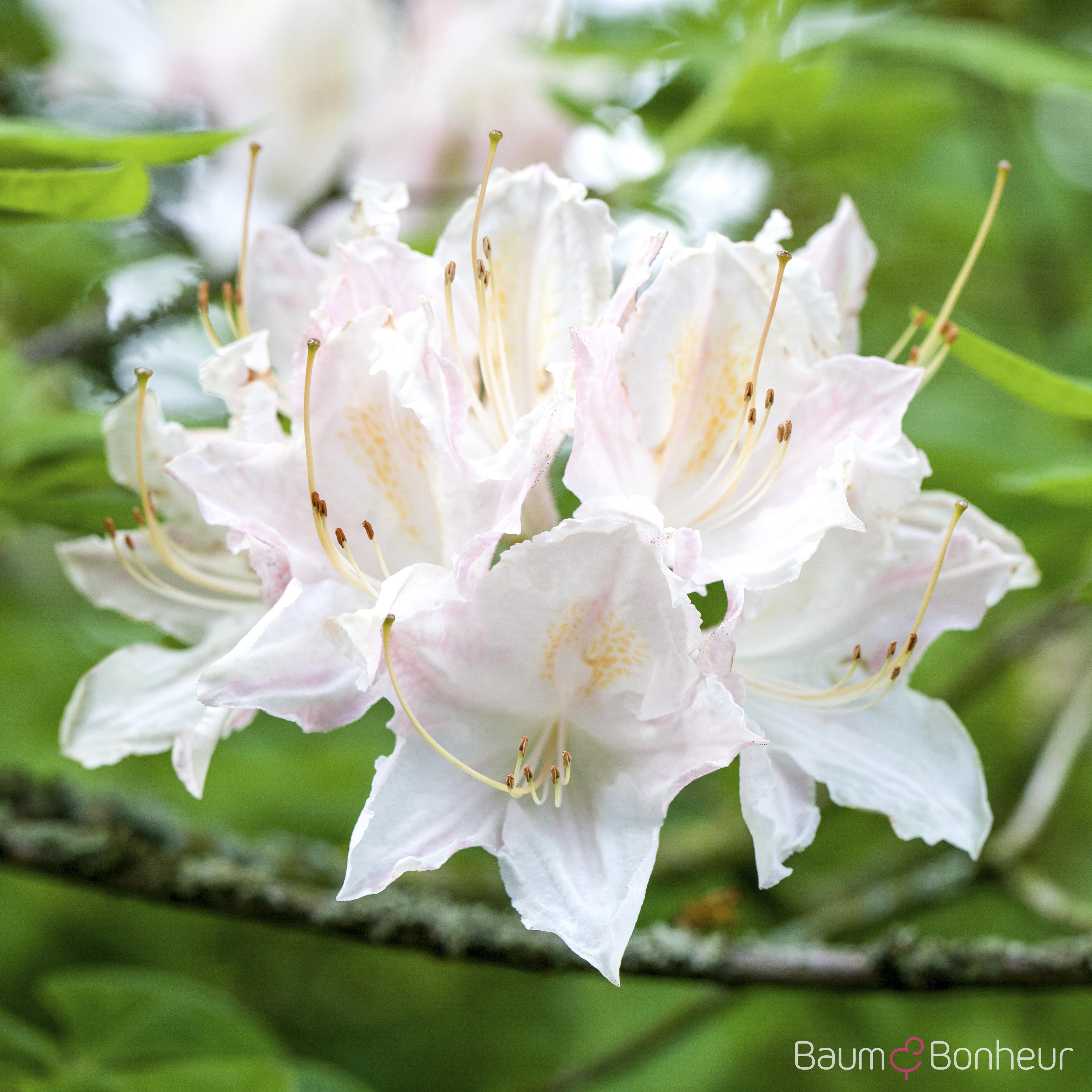 Rhododendron luteum 'Whitethroat'