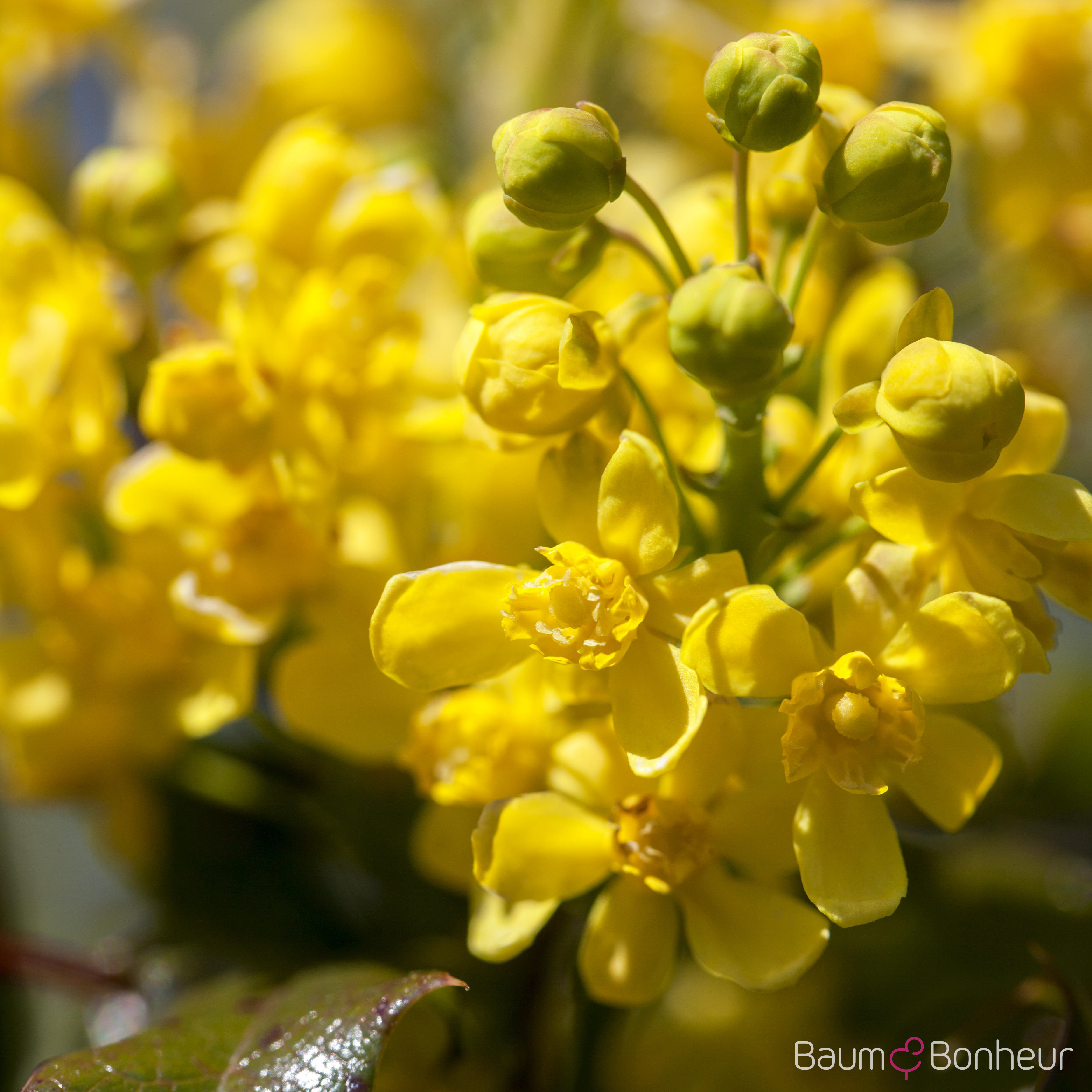 Mahonia aquifolium 'Apollo'