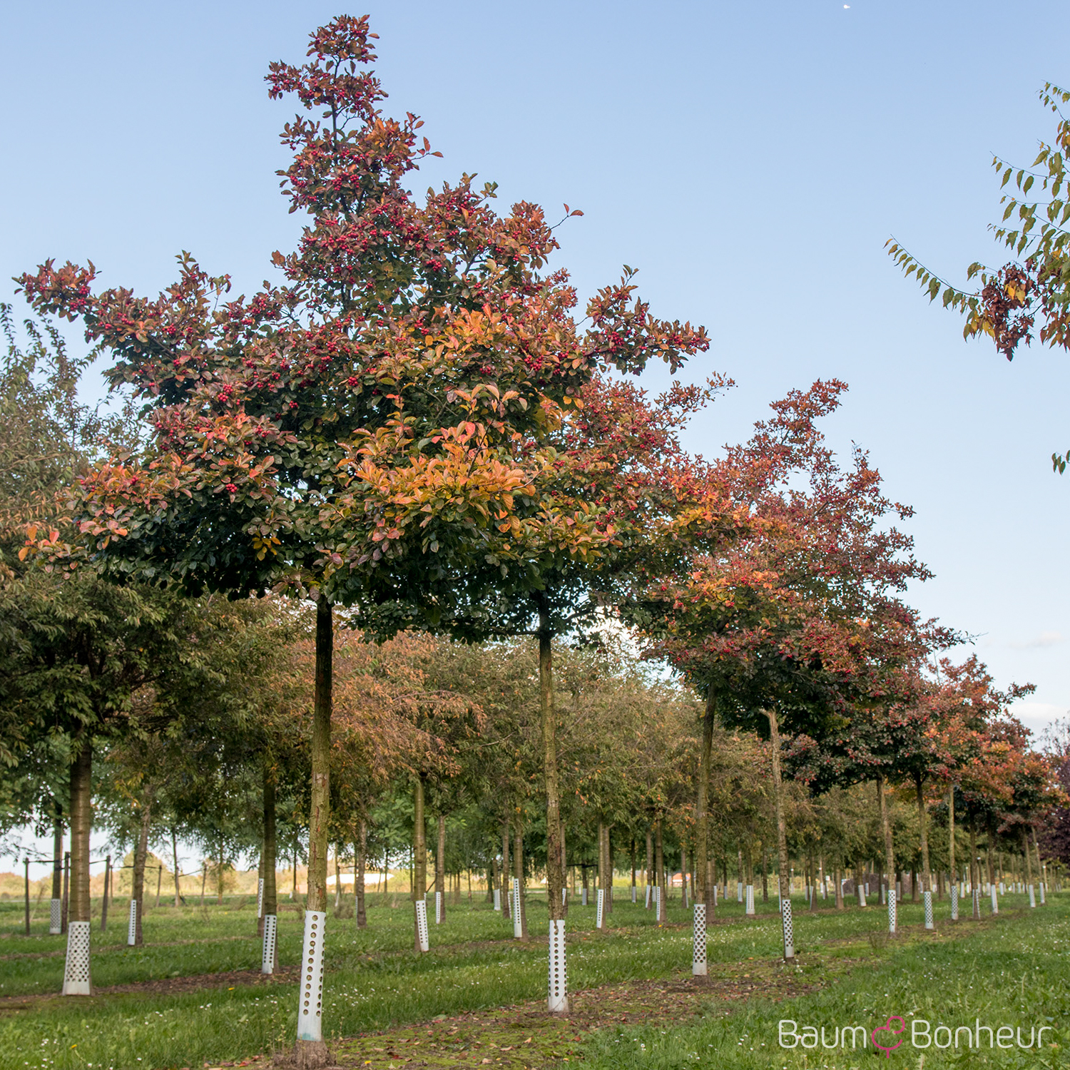 Crataegus crus-galli