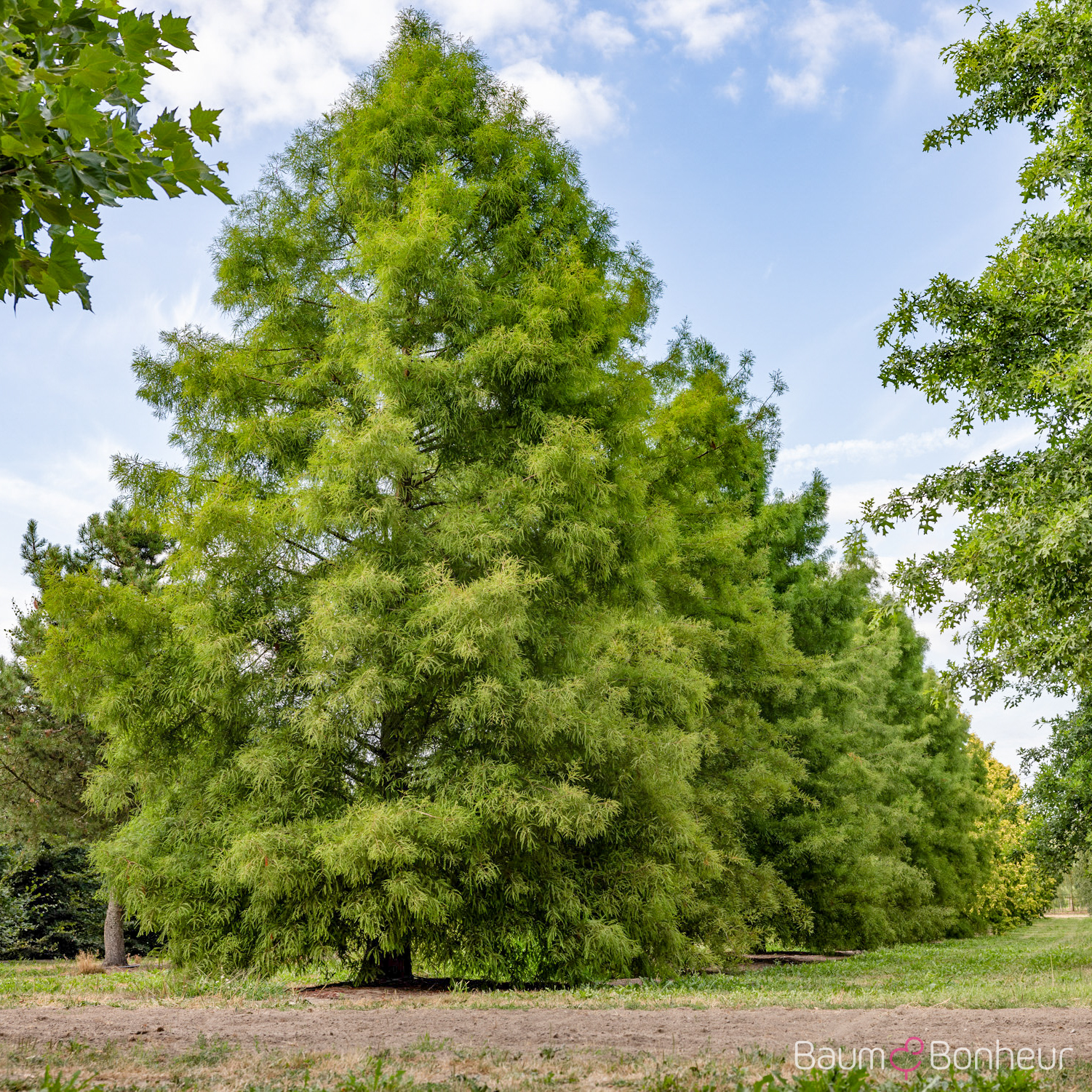Taxodium distichum