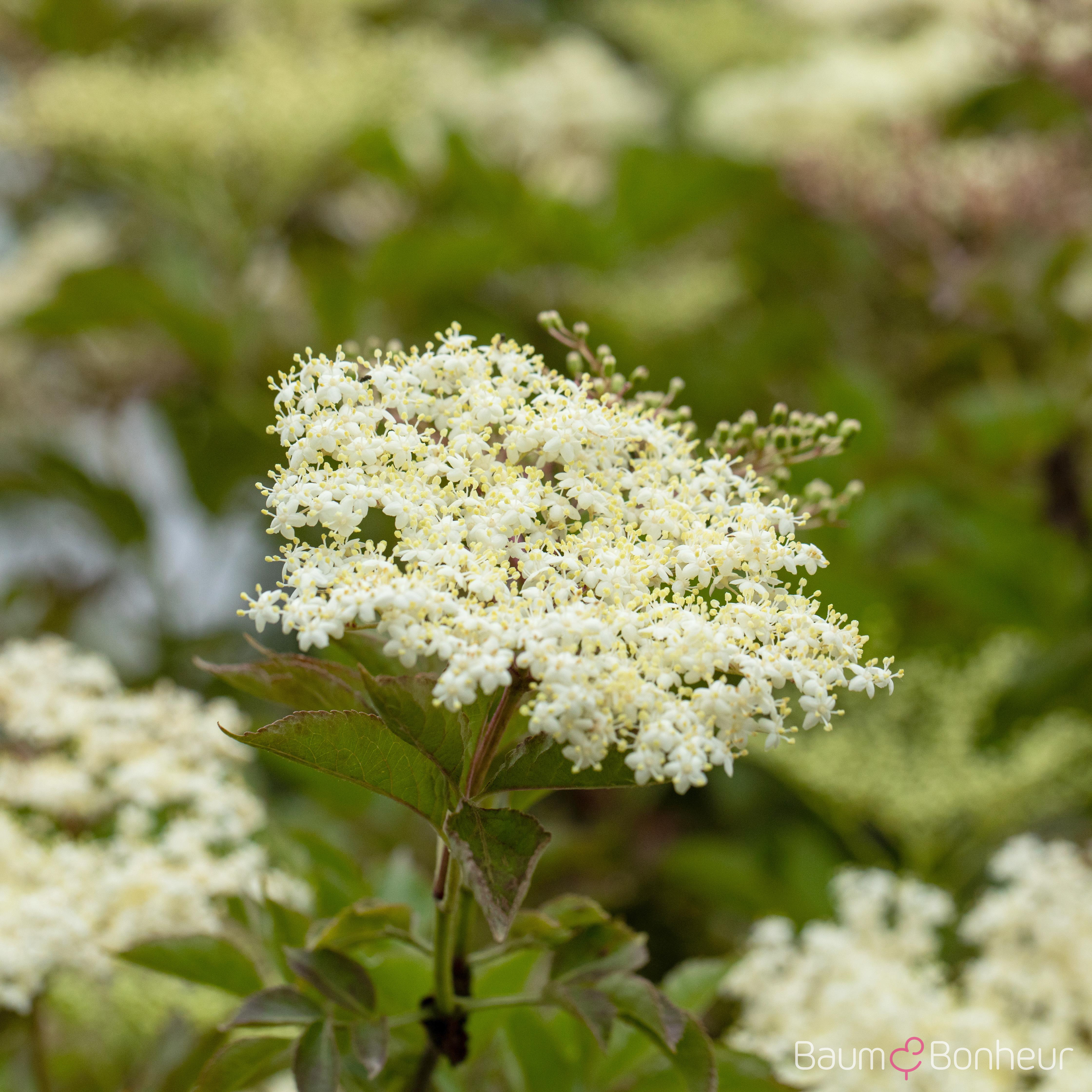 Sambucus nigra 'Laciniata'