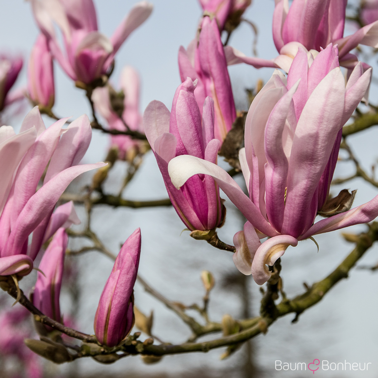 Magnolia 'Susan'