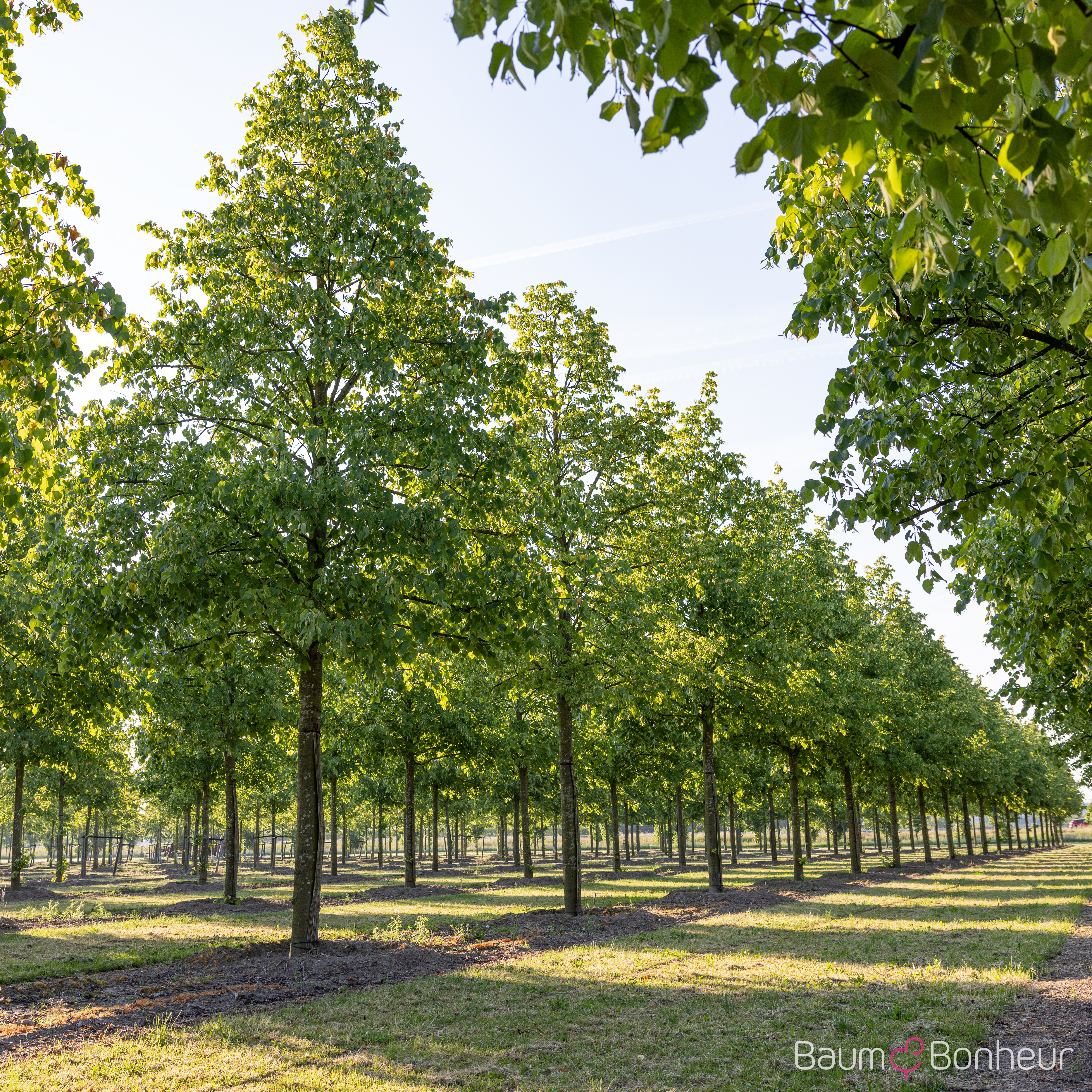 Tilia europaea 'Pallida Typ Lappen'