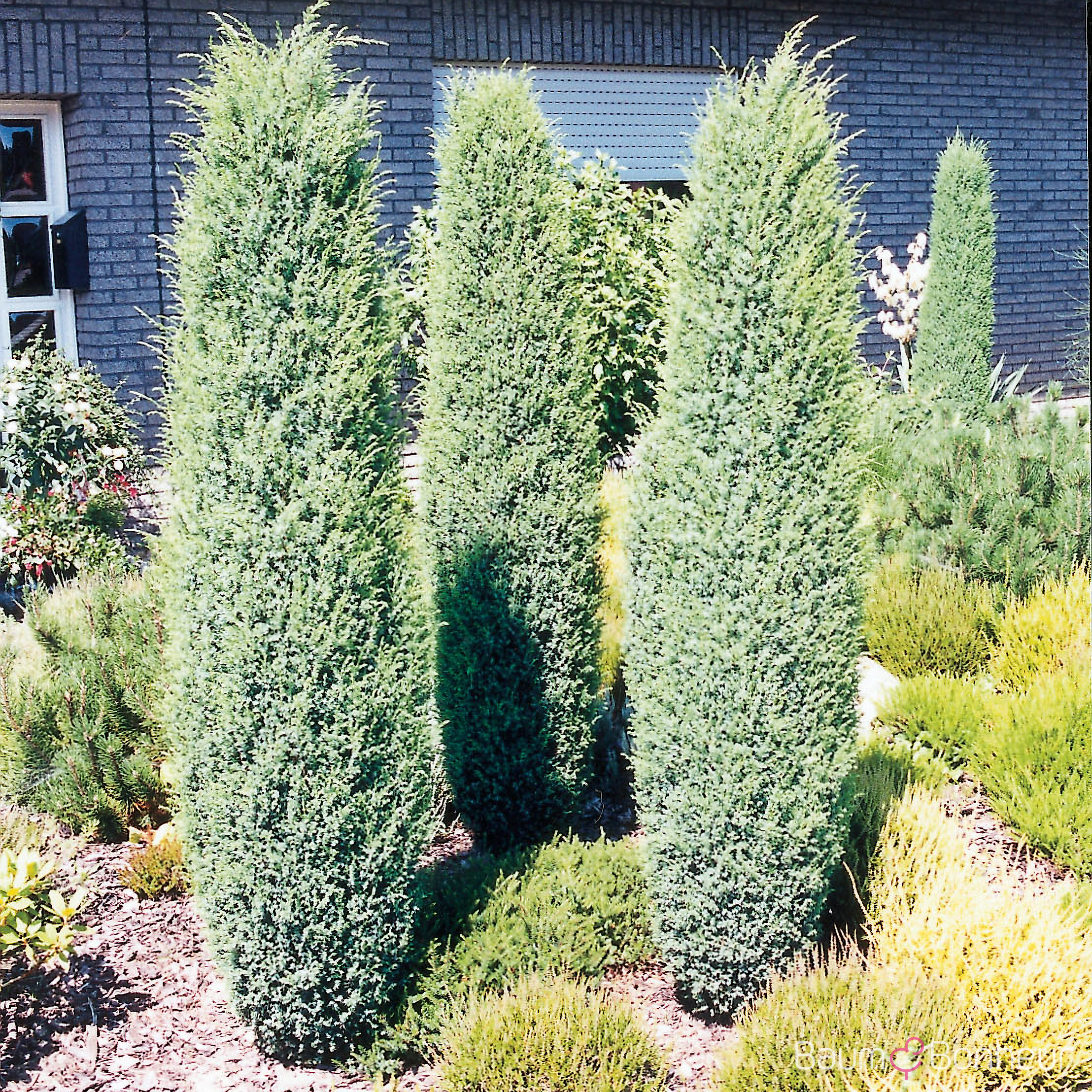 Juniperus communis 'Hibernica'