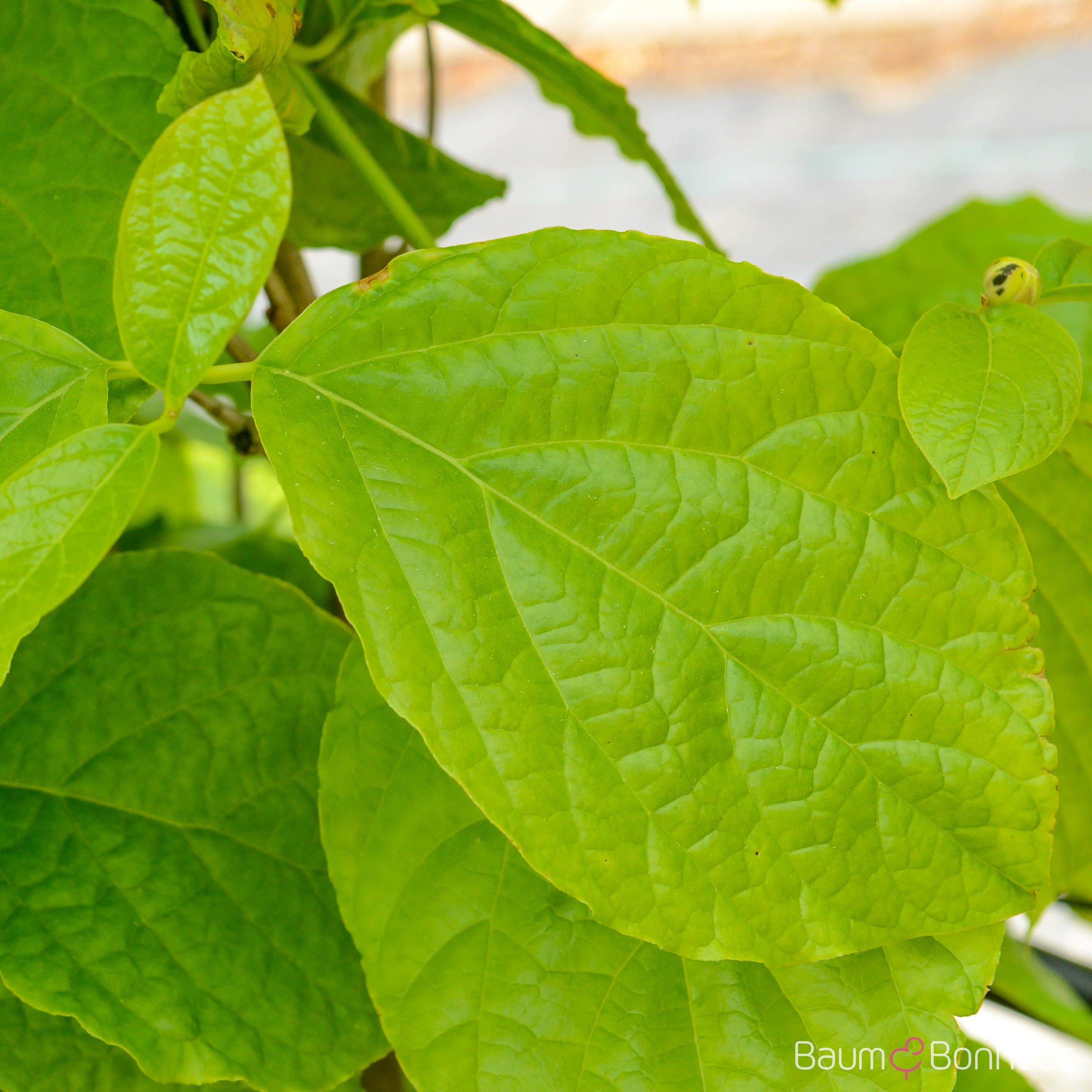 Sinocalycanthus chinensis