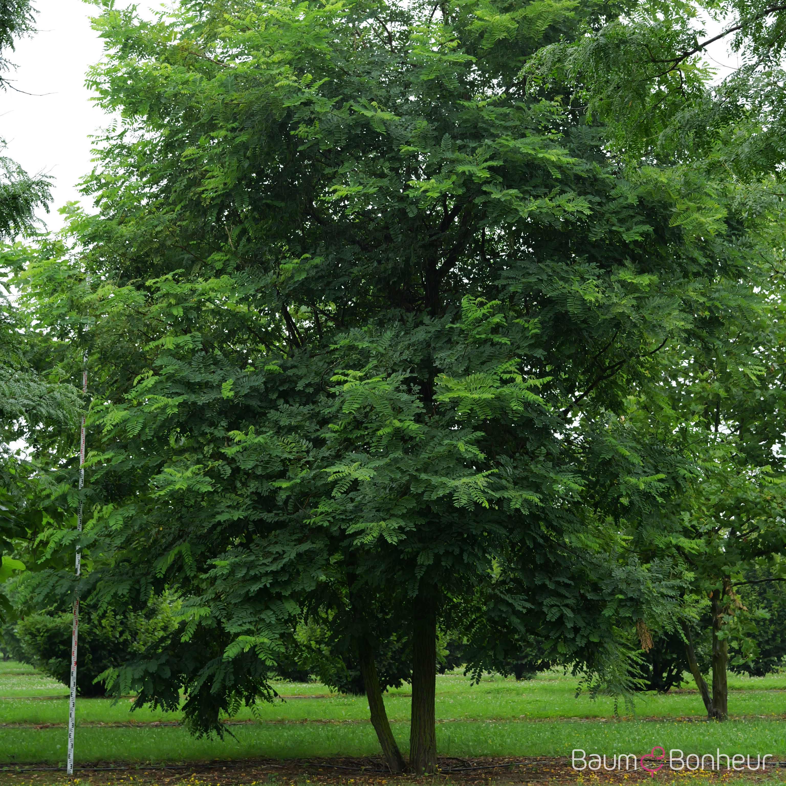 Robinia pseudoacacia