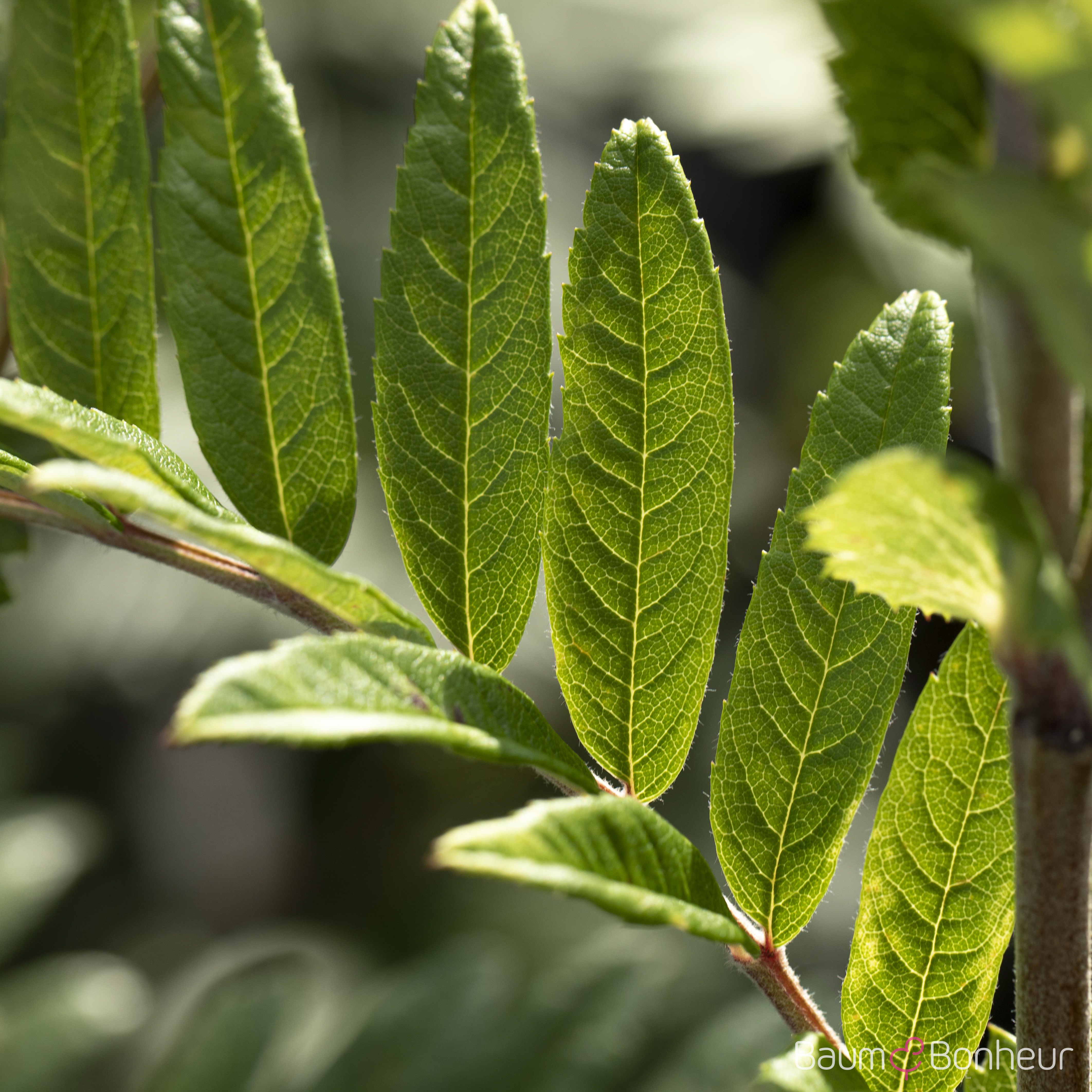Sorbus 'Joseph Rock'