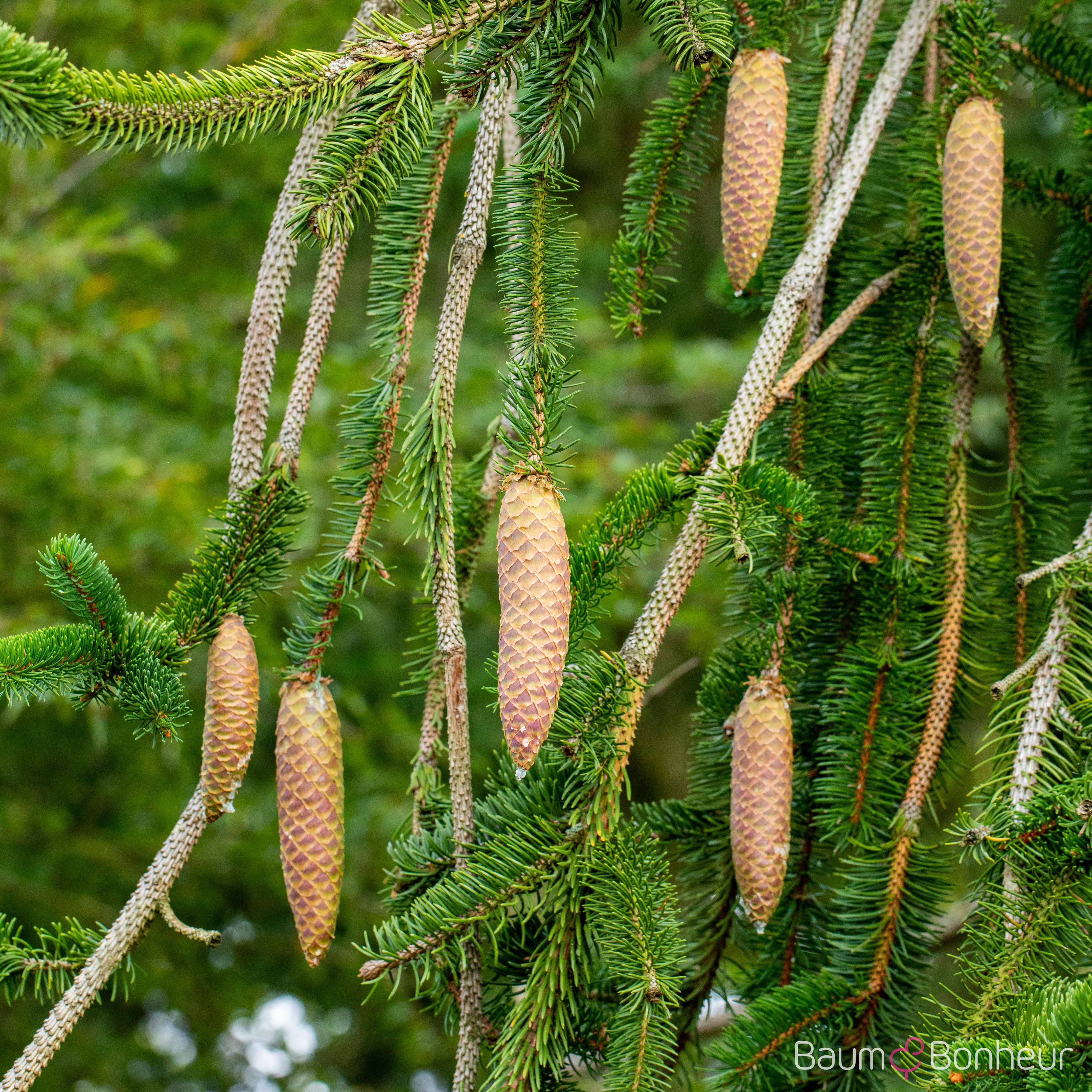 Picea abies 'Inversa'