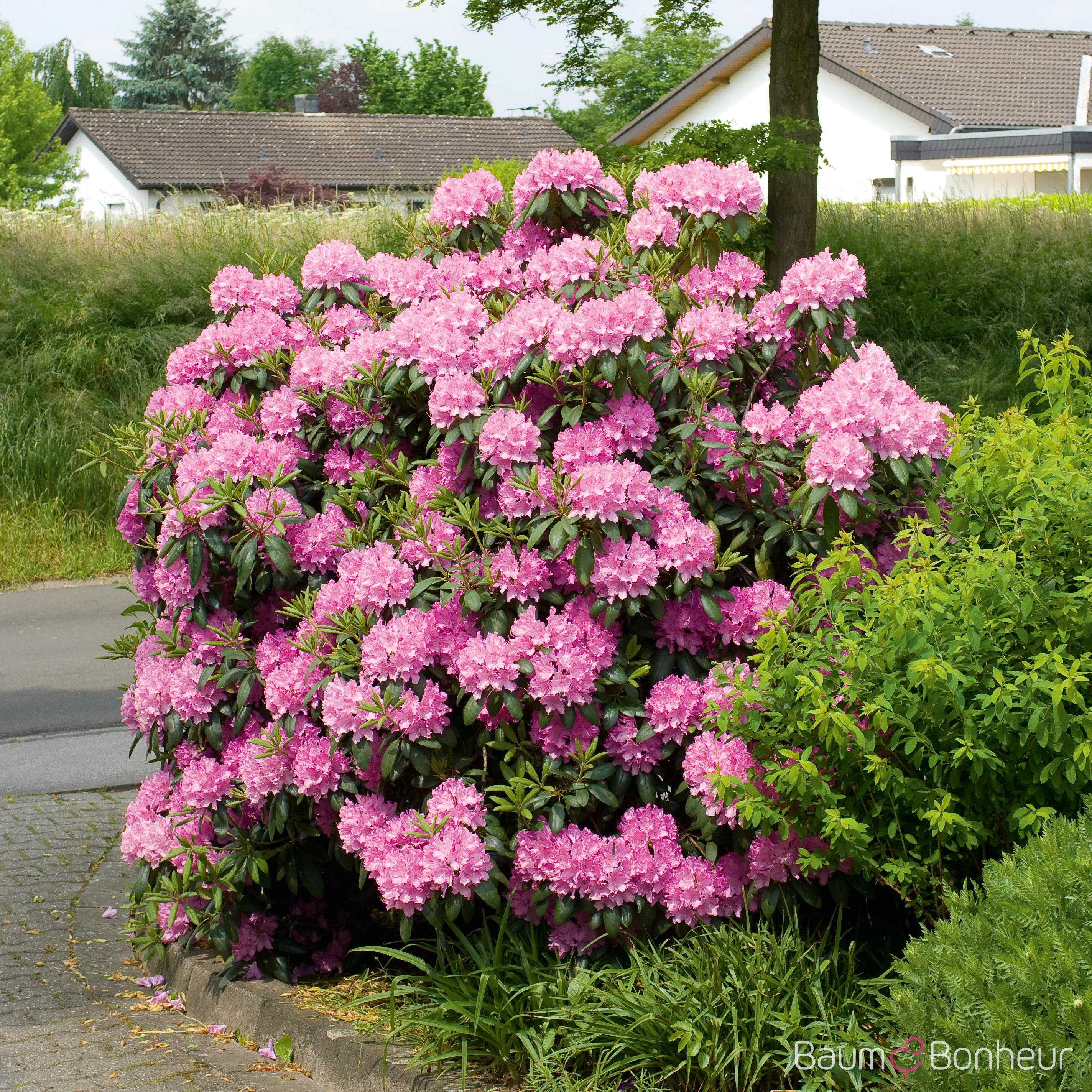Rhododendron 'Roseum Elegans'