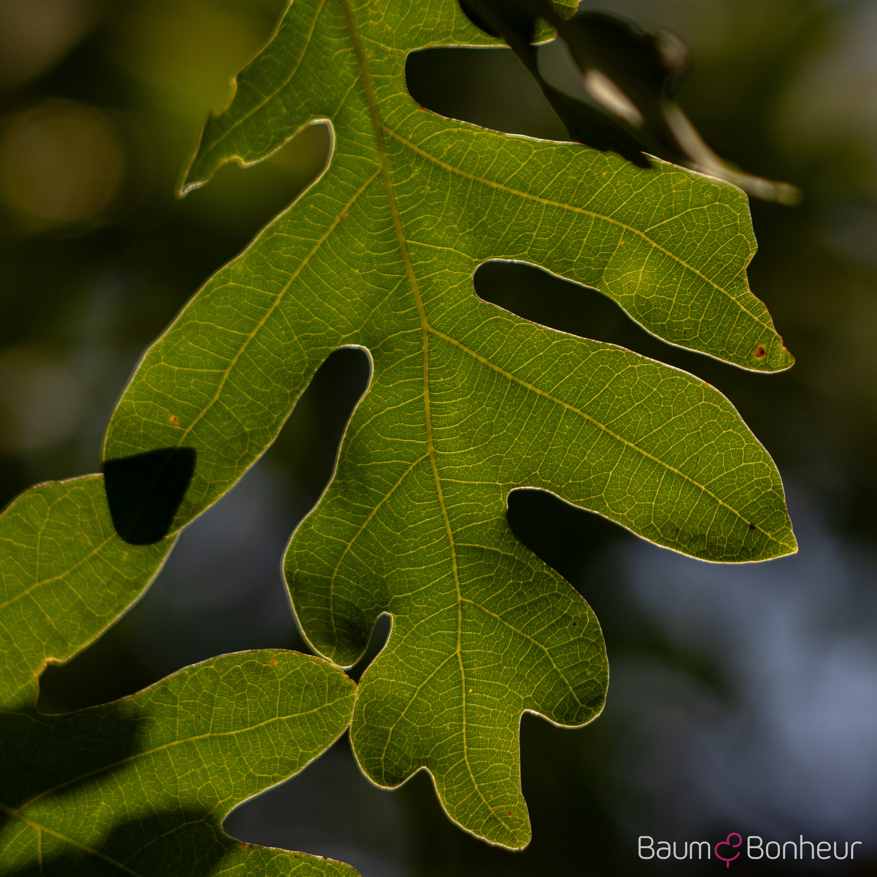 Quercus alba