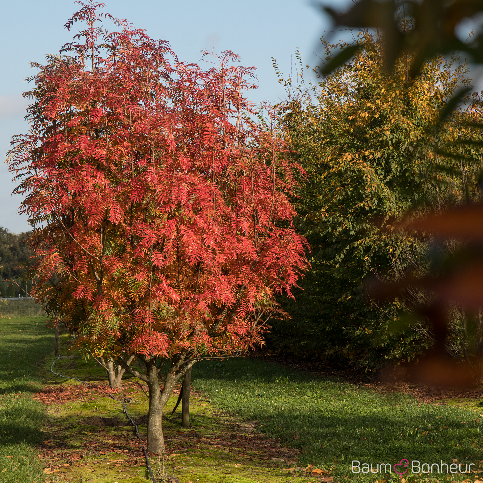 Sorbus 'Dodong'