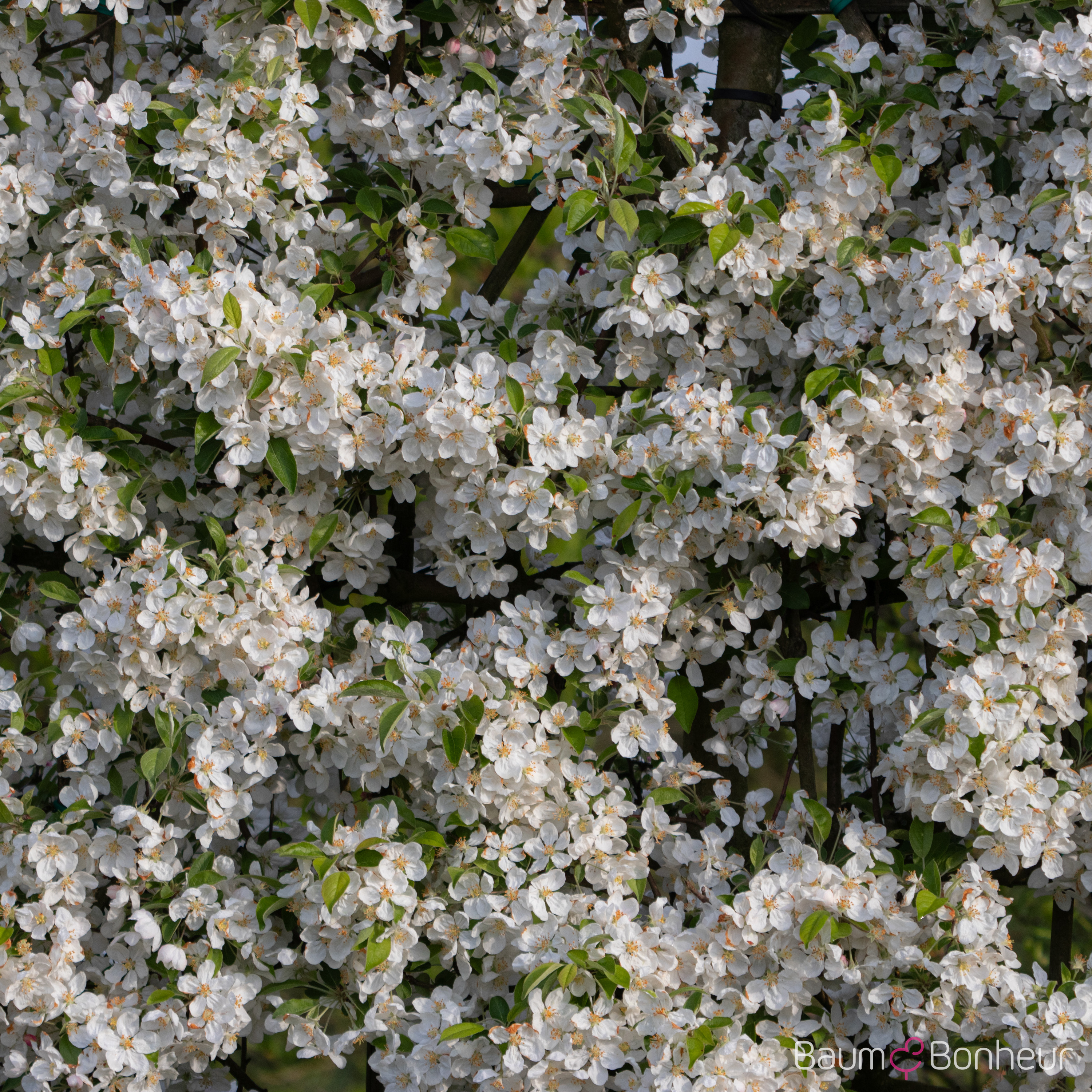 Malus 'Evereste'®