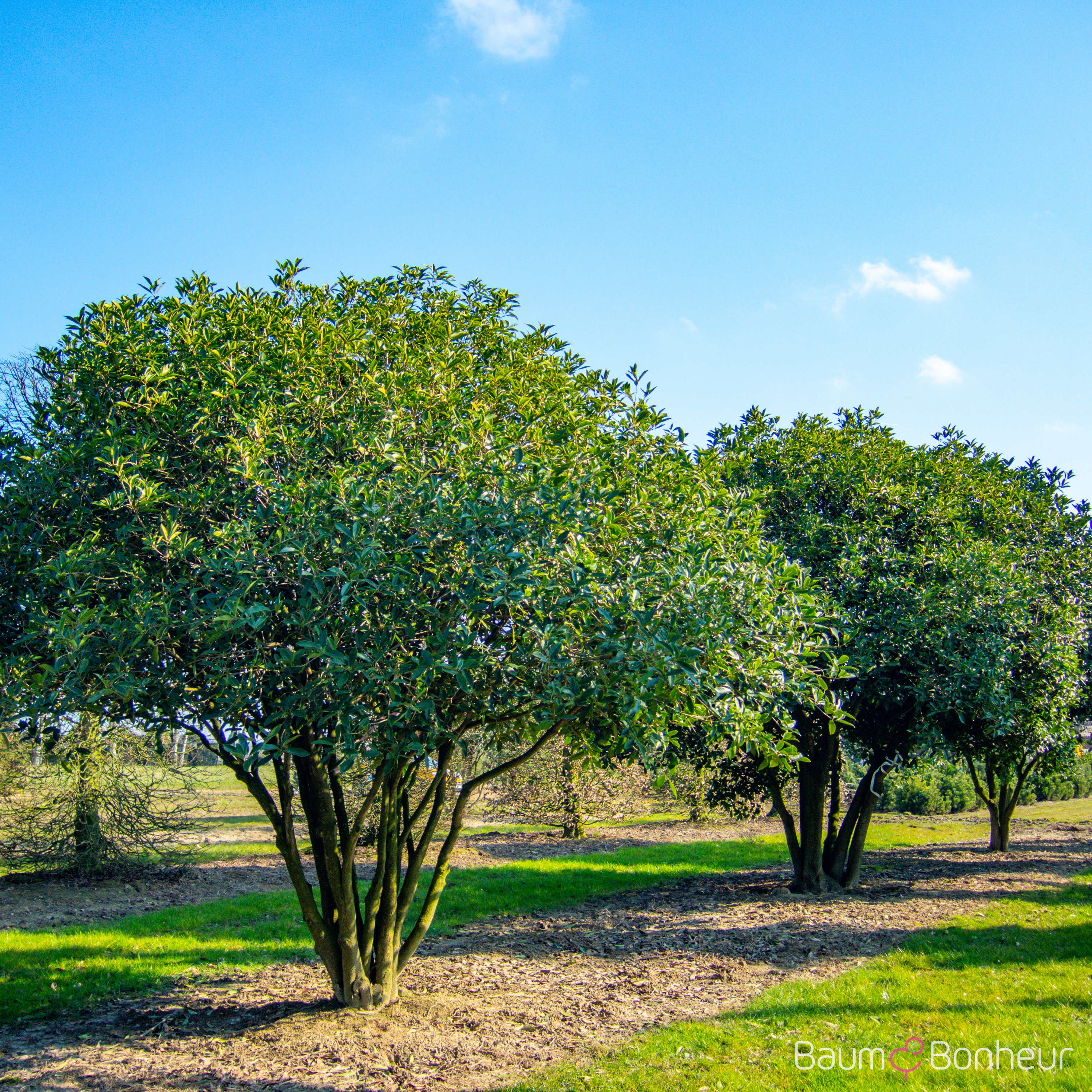 Osmanthus fragrans