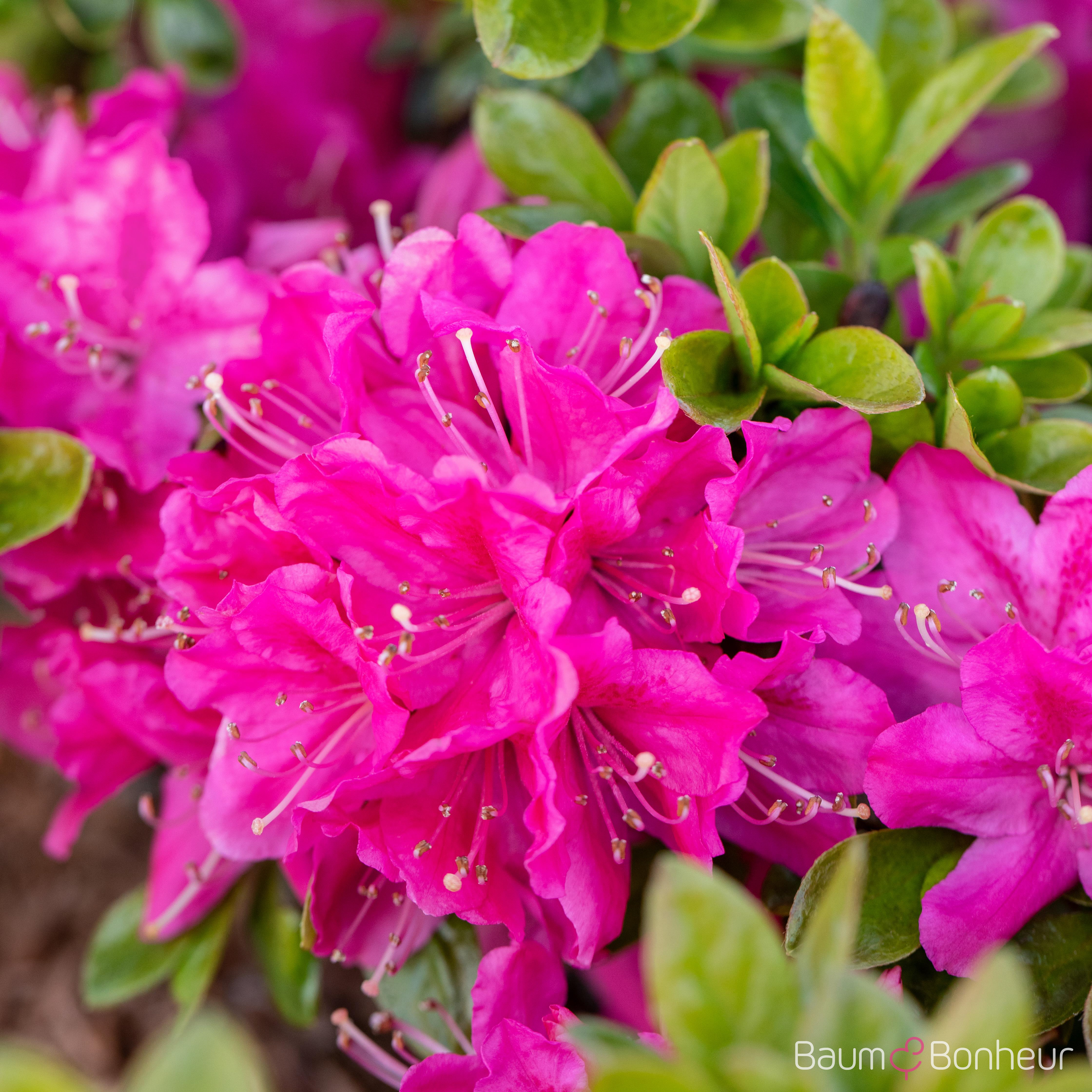Rhododendron obtusum 'Kermesina'