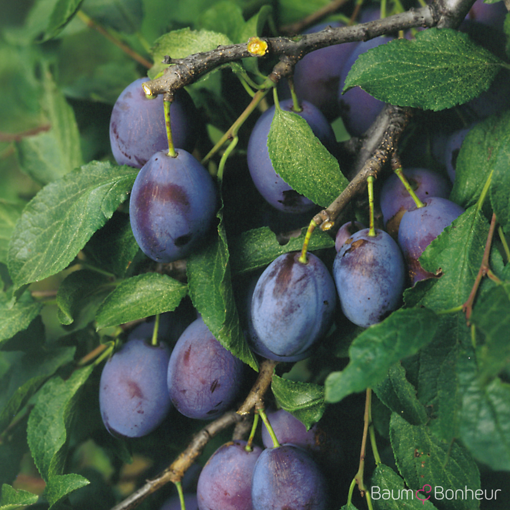Prunus domestica 'Hauszwetsche'
