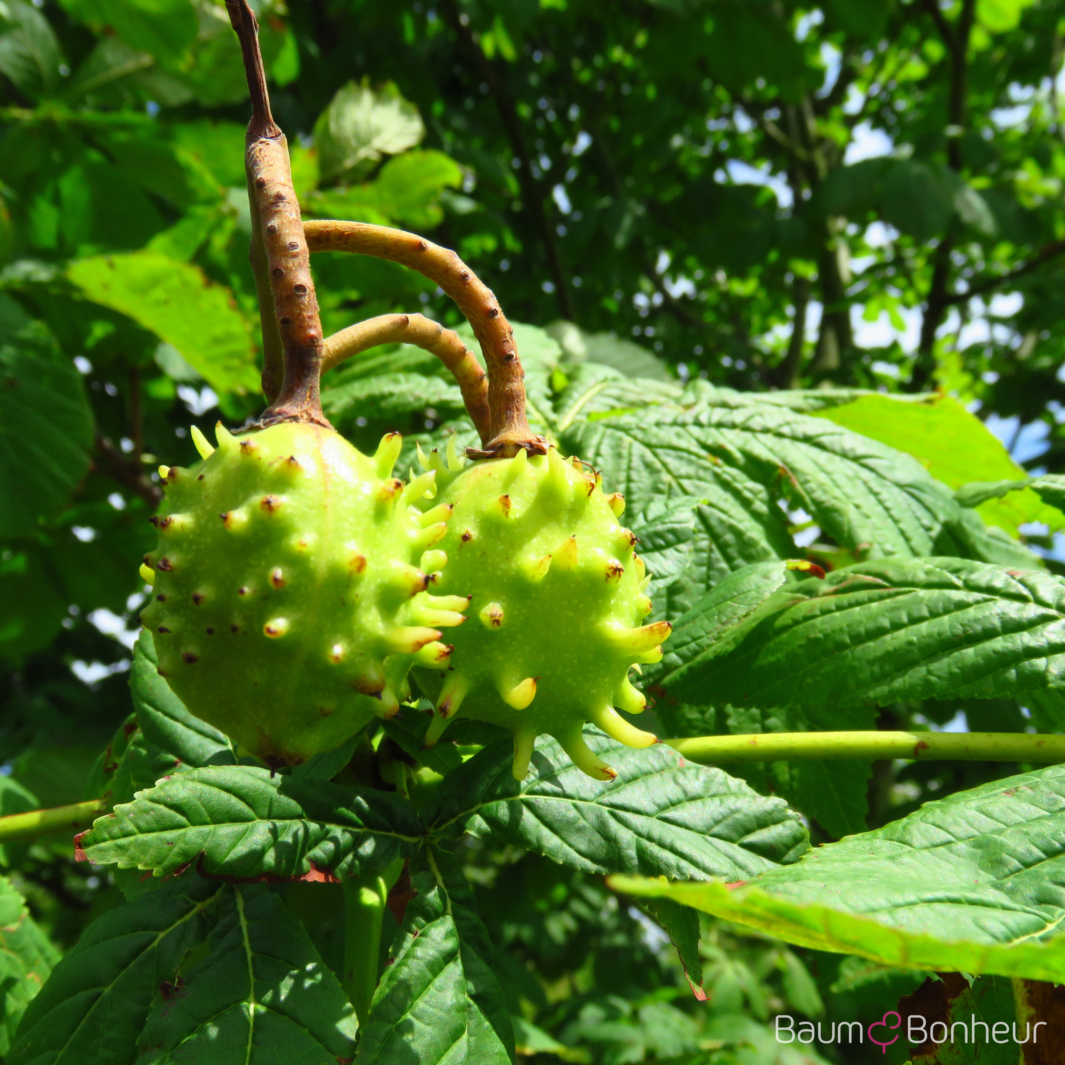 Aesculus hippocastanum