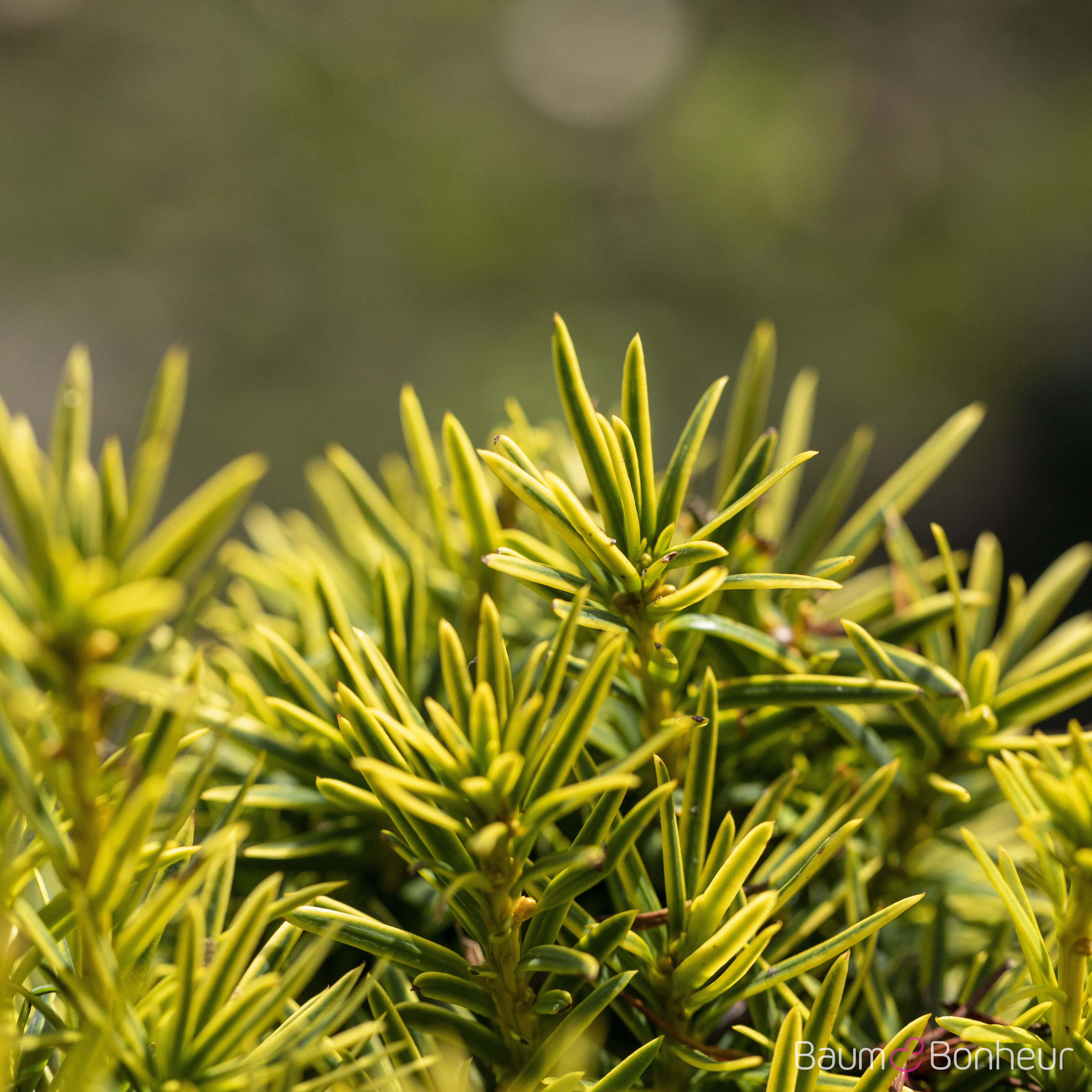 Taxus baccata 'Fastigiata Robusta'
