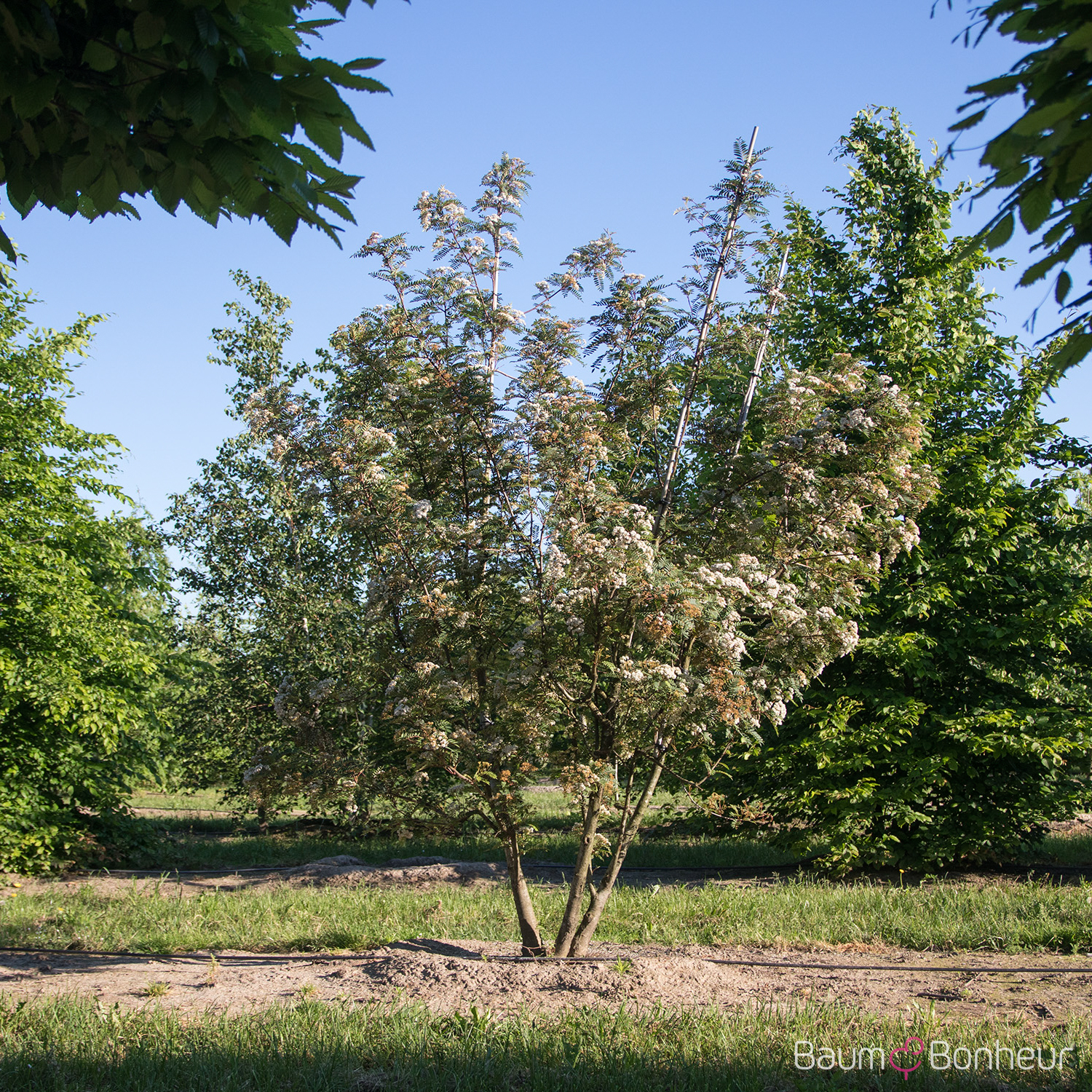 Sorbus vilmorinii