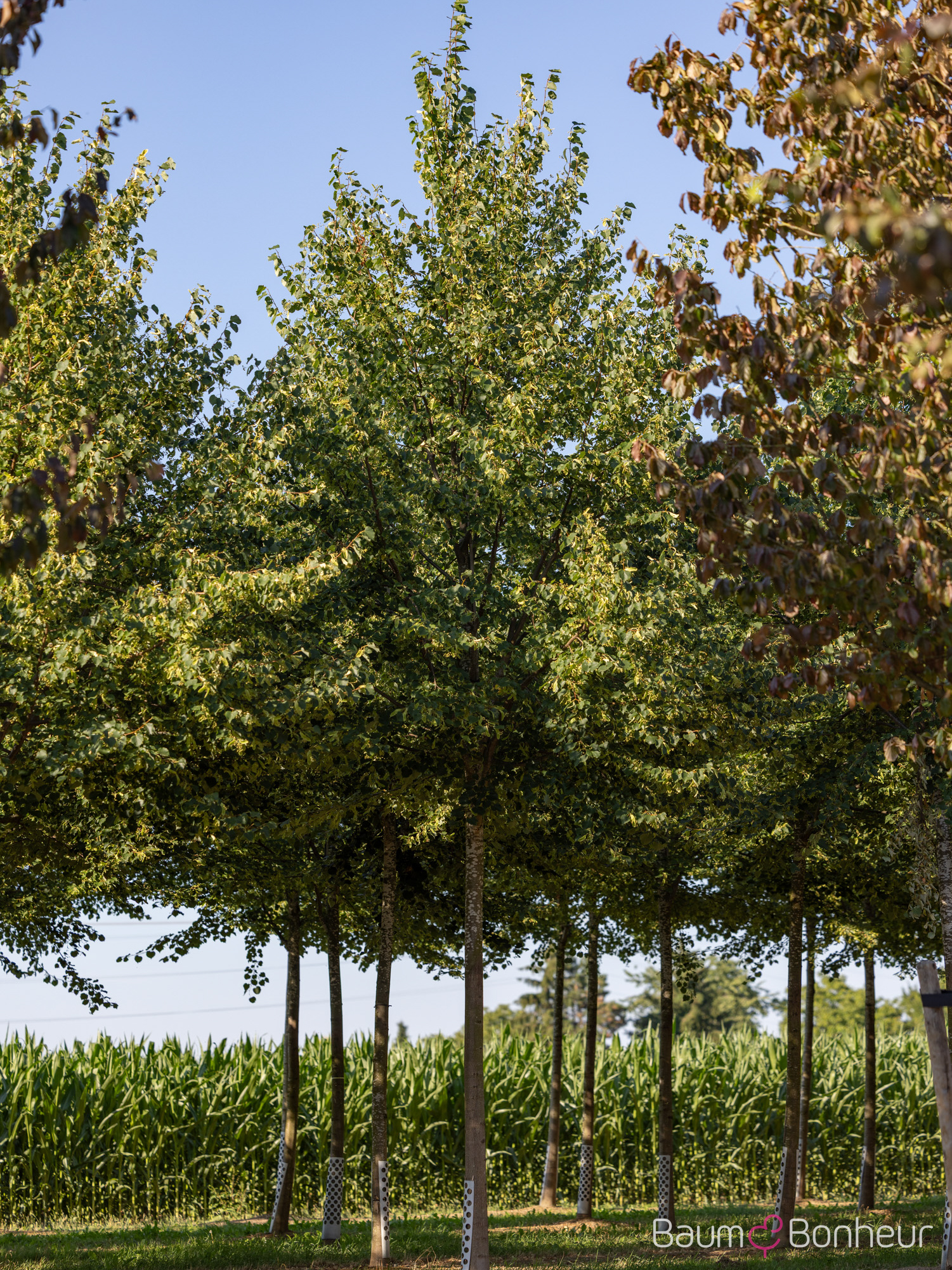 Tilia cordata 'Dila' -S-