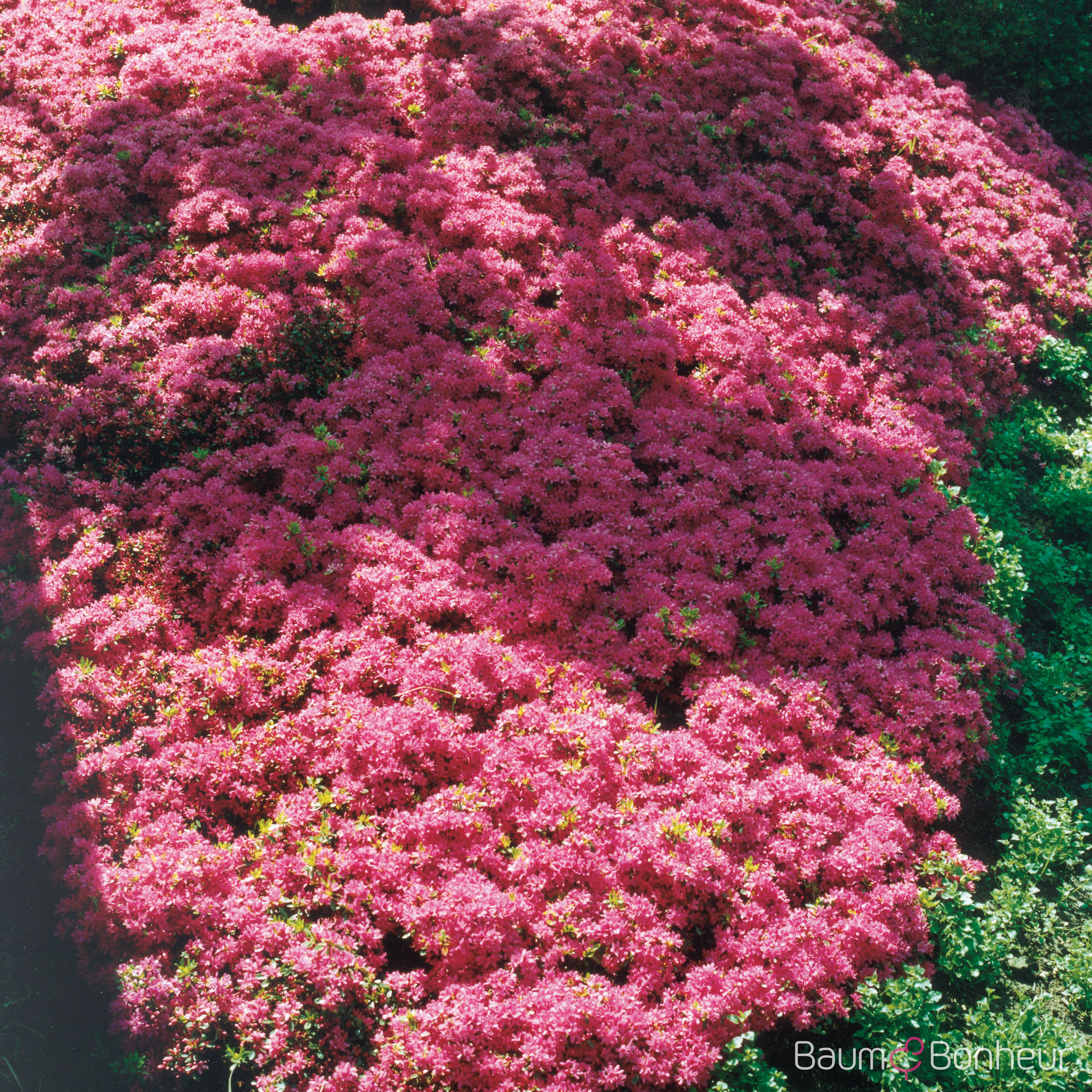 Rhododendron obtusum 'Hinomayo'