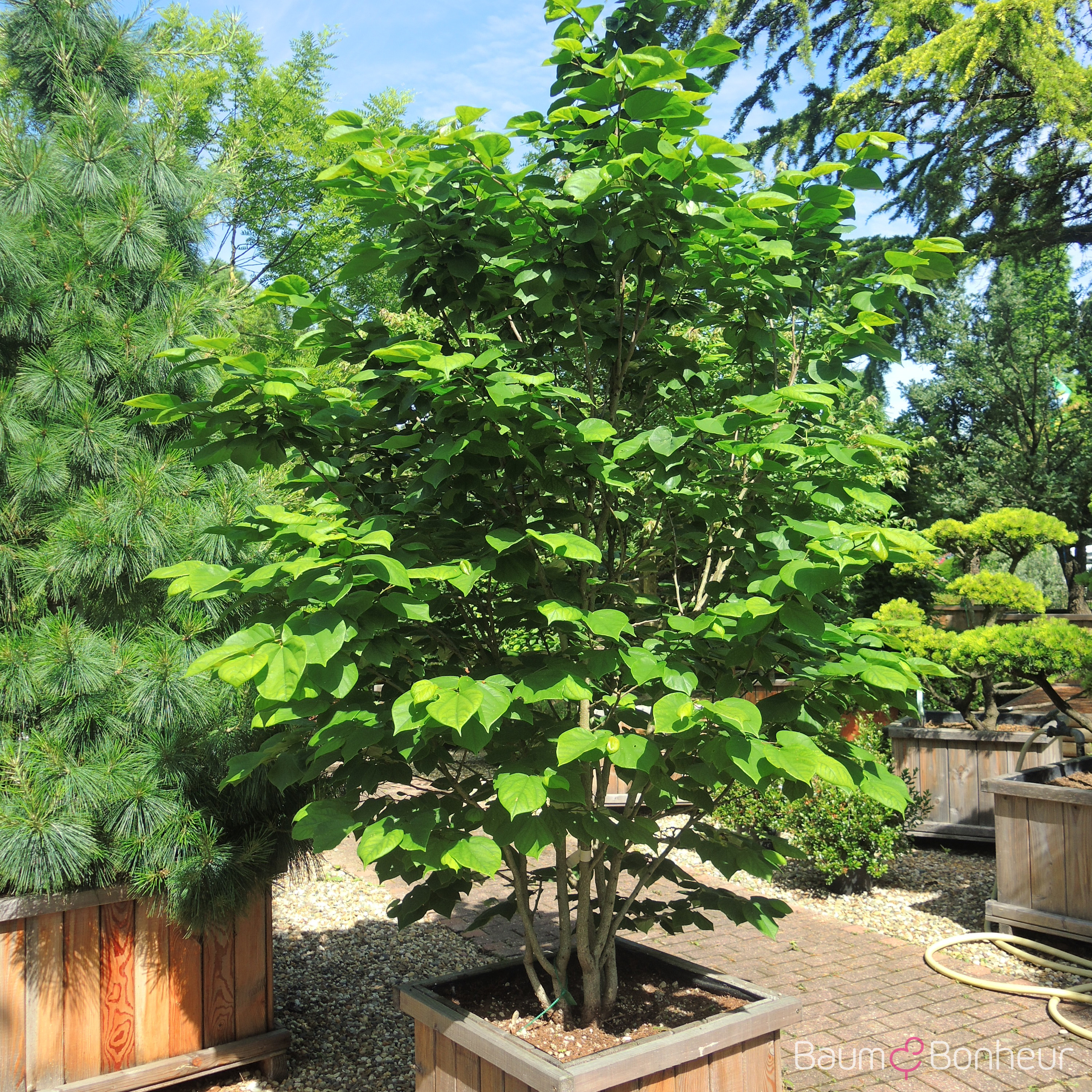 Cercis chinensis 'Avondale'