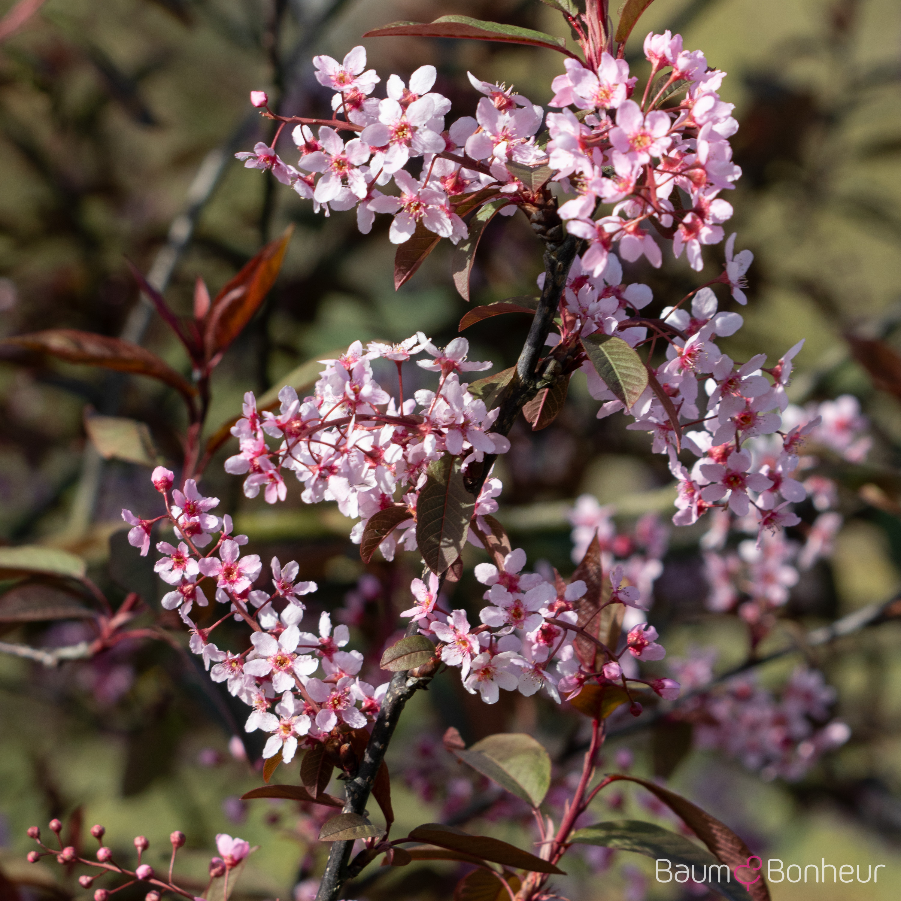 Prunus padus 'Colorata'