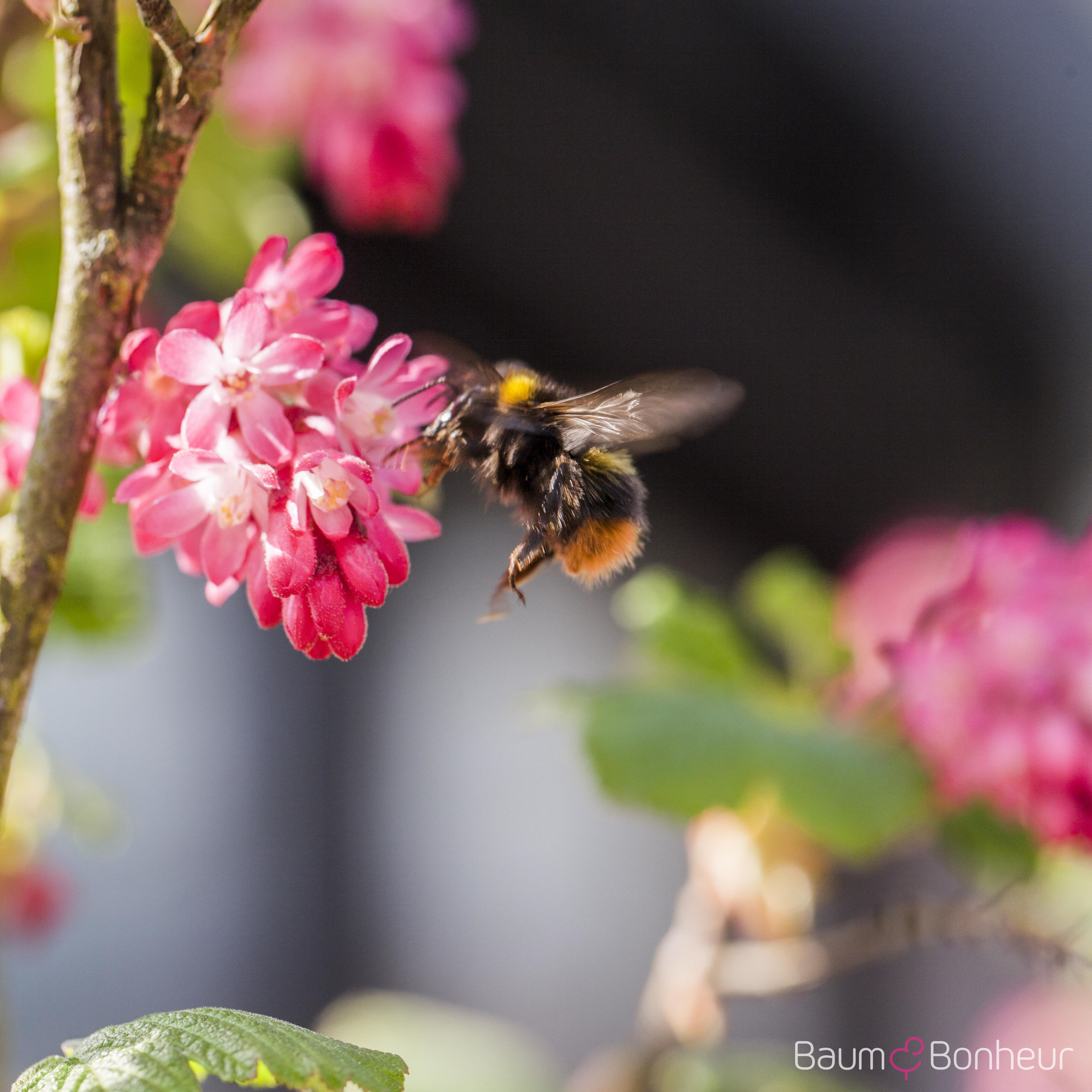 Ribes sanguineum 'King Edward VII'