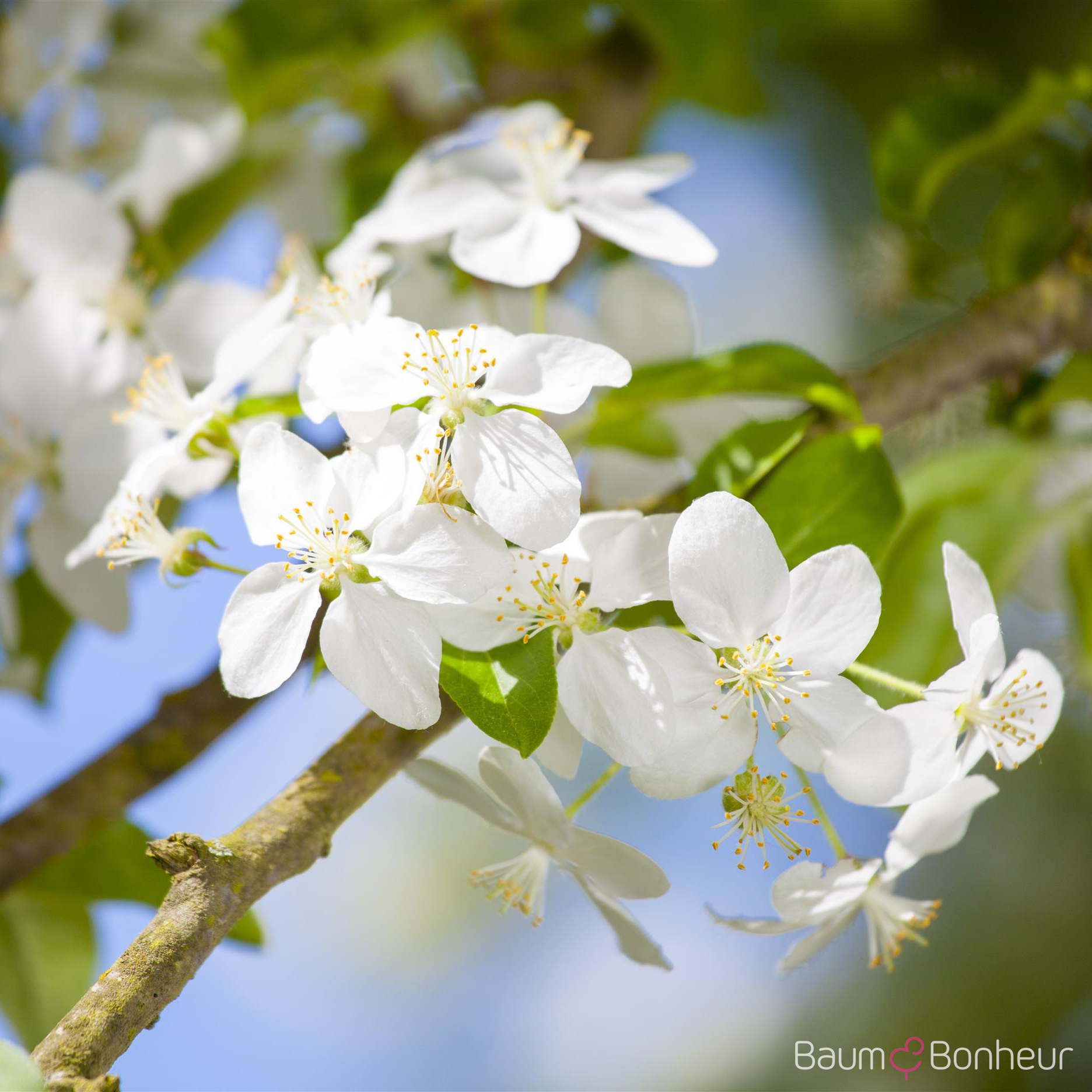 Malus 'Butterball'