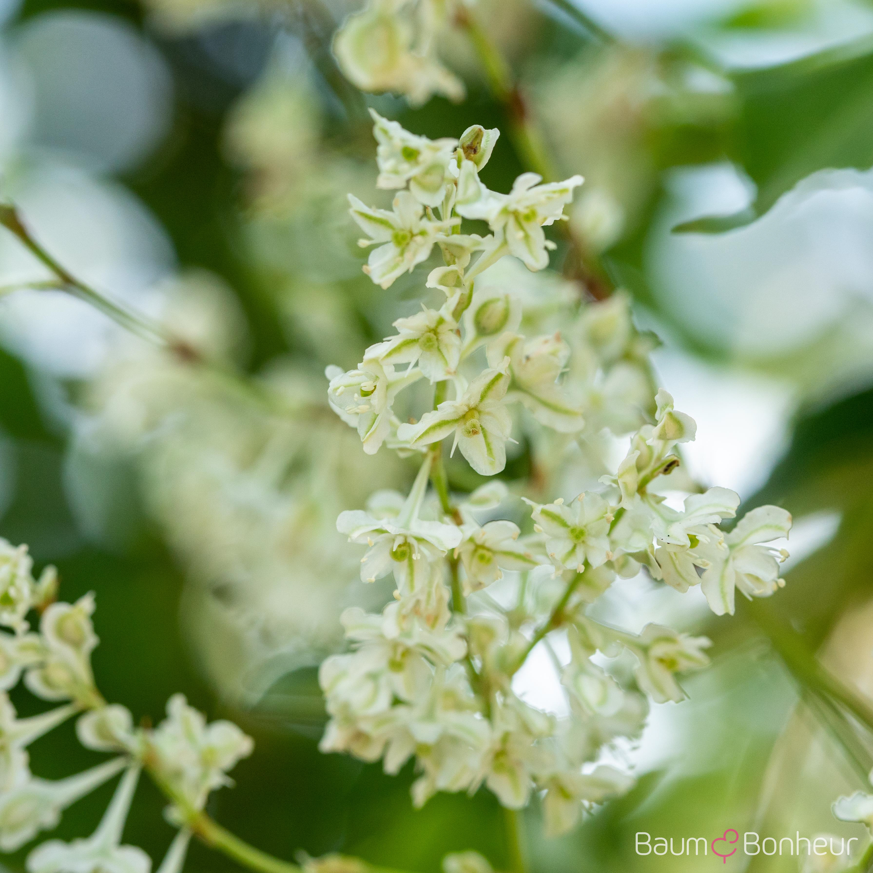 Polygonum aubertii
