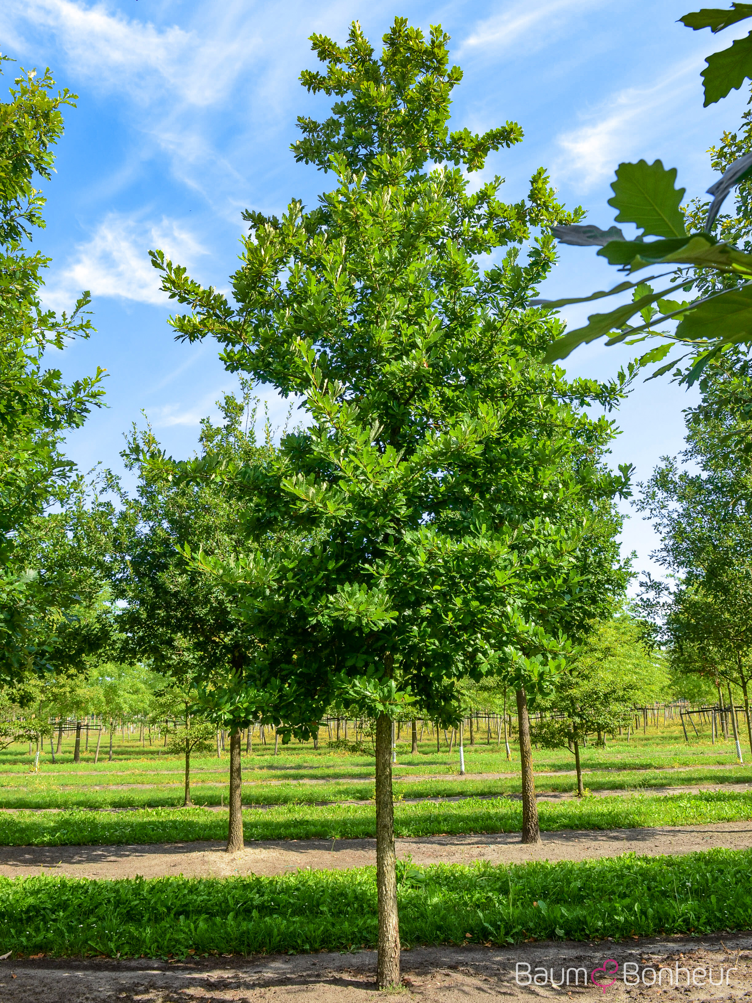 Quercus bicolor