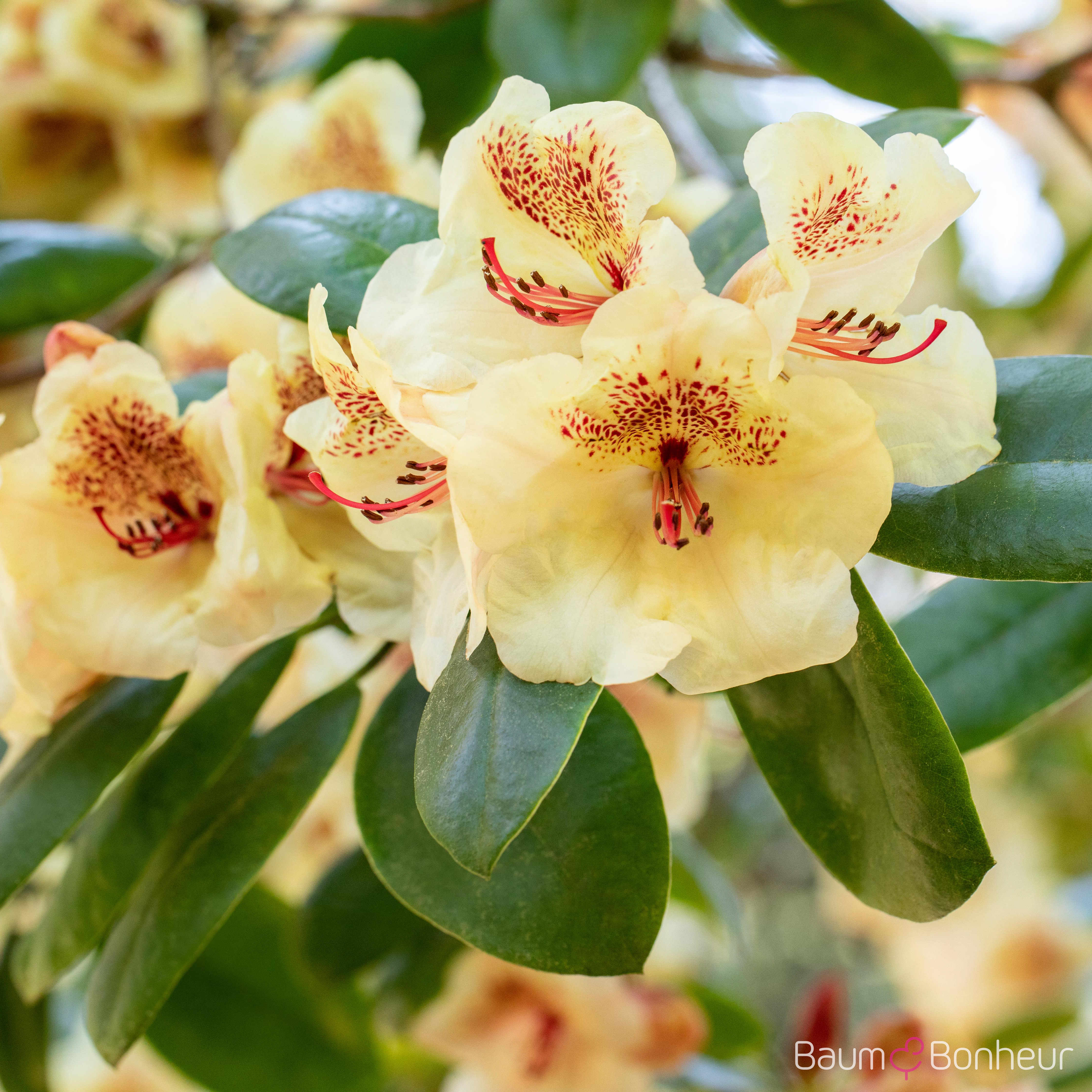 Rhododendron 'Viscy'