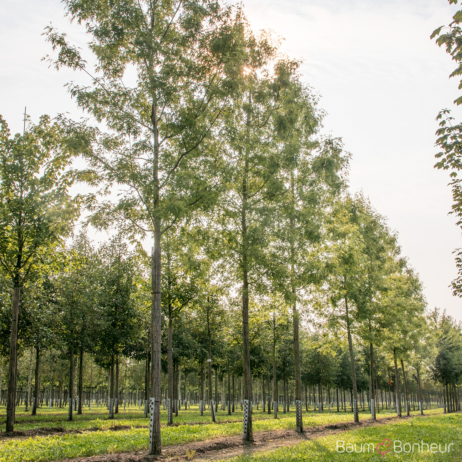 Acer saccharinum 'Born's Graciosa'