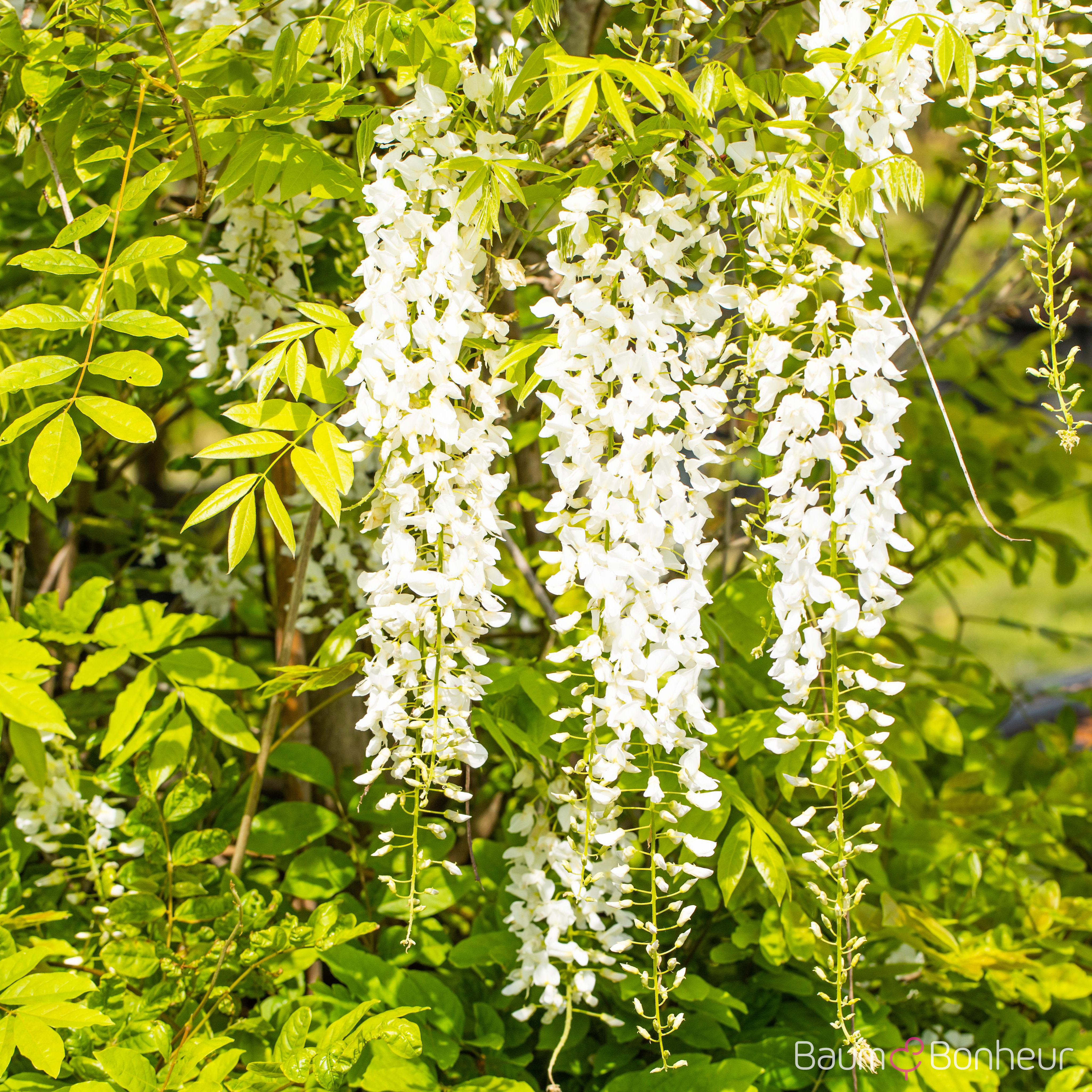 Wisteria sinensis 'Alba'