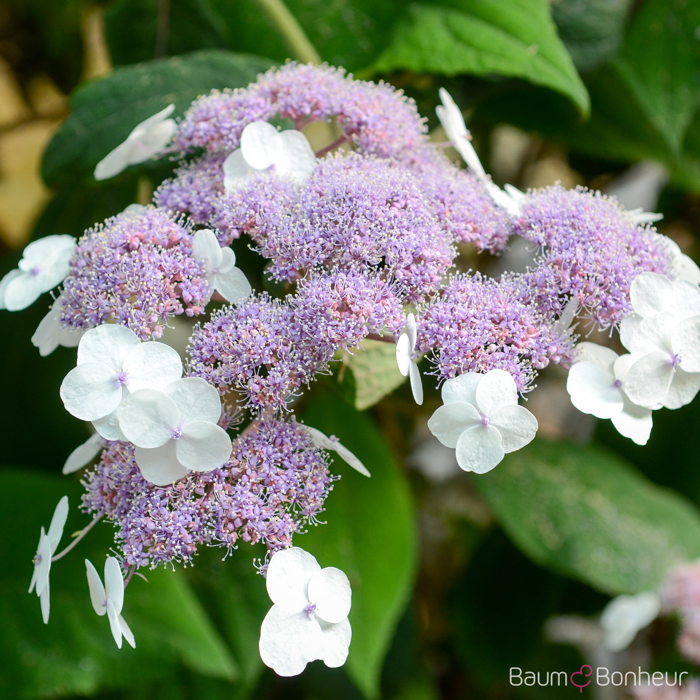 Hydrangea aspera 'Macrophylla'