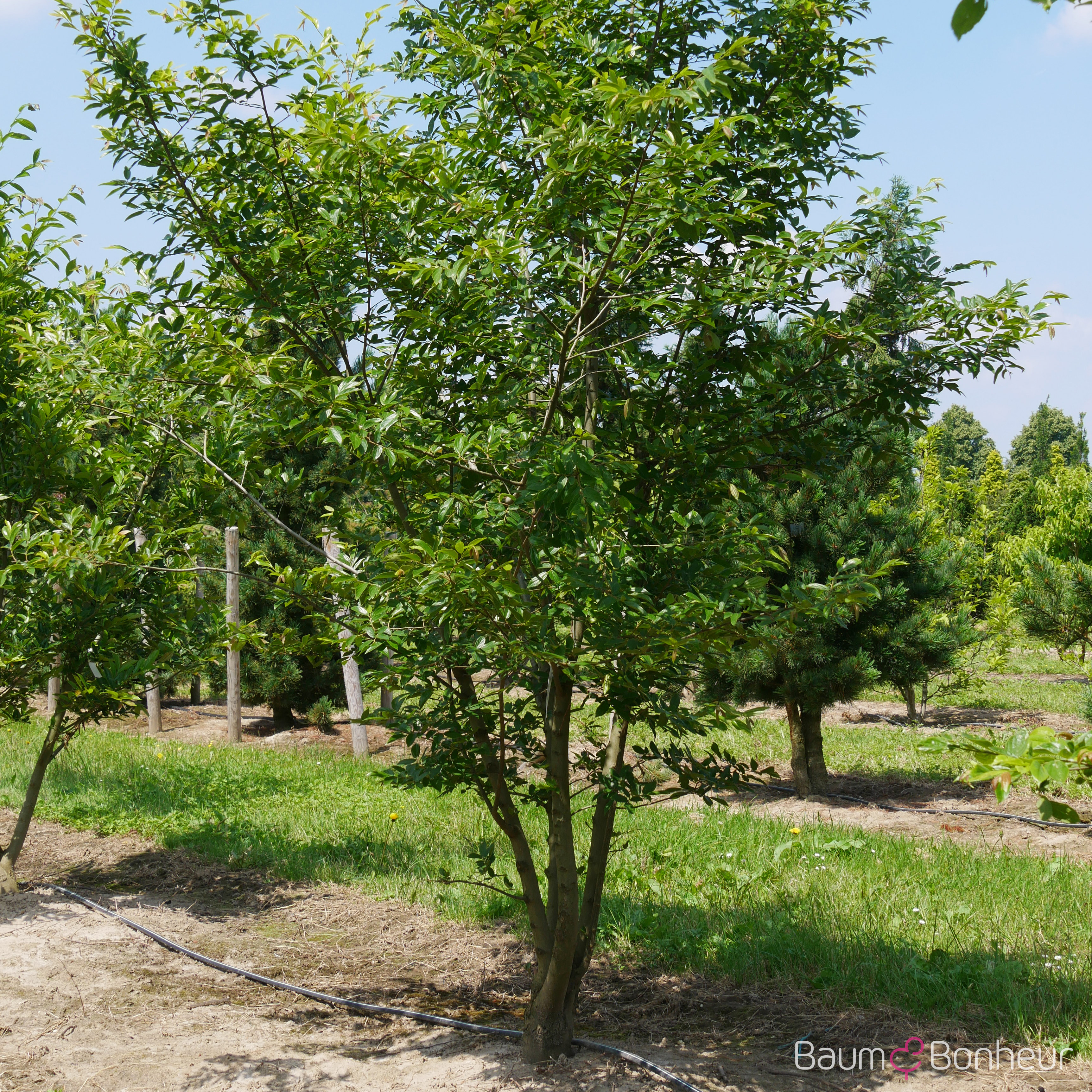 Celtis sinensis